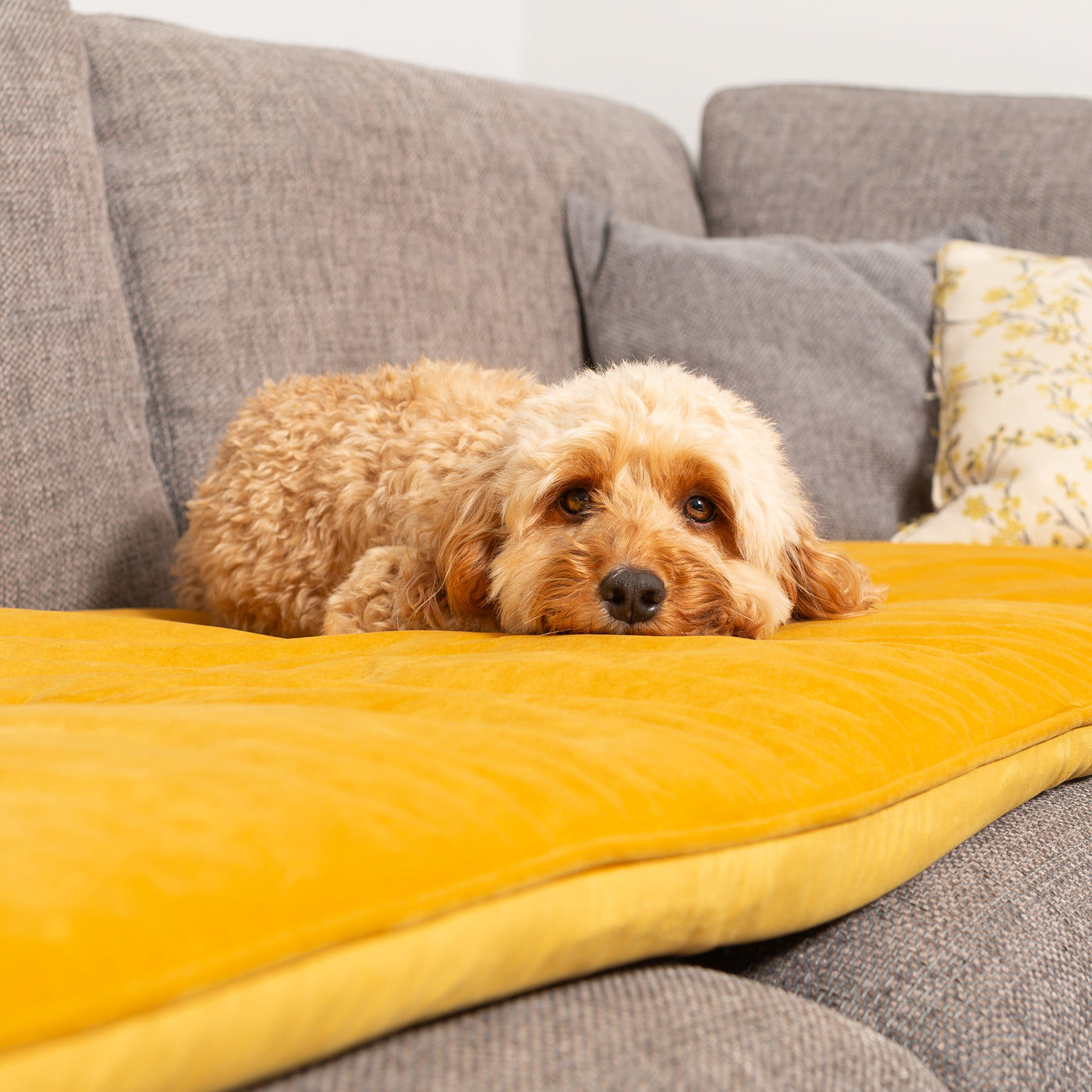 Couch Topper in Saffron Velvet By Lords & Labradors