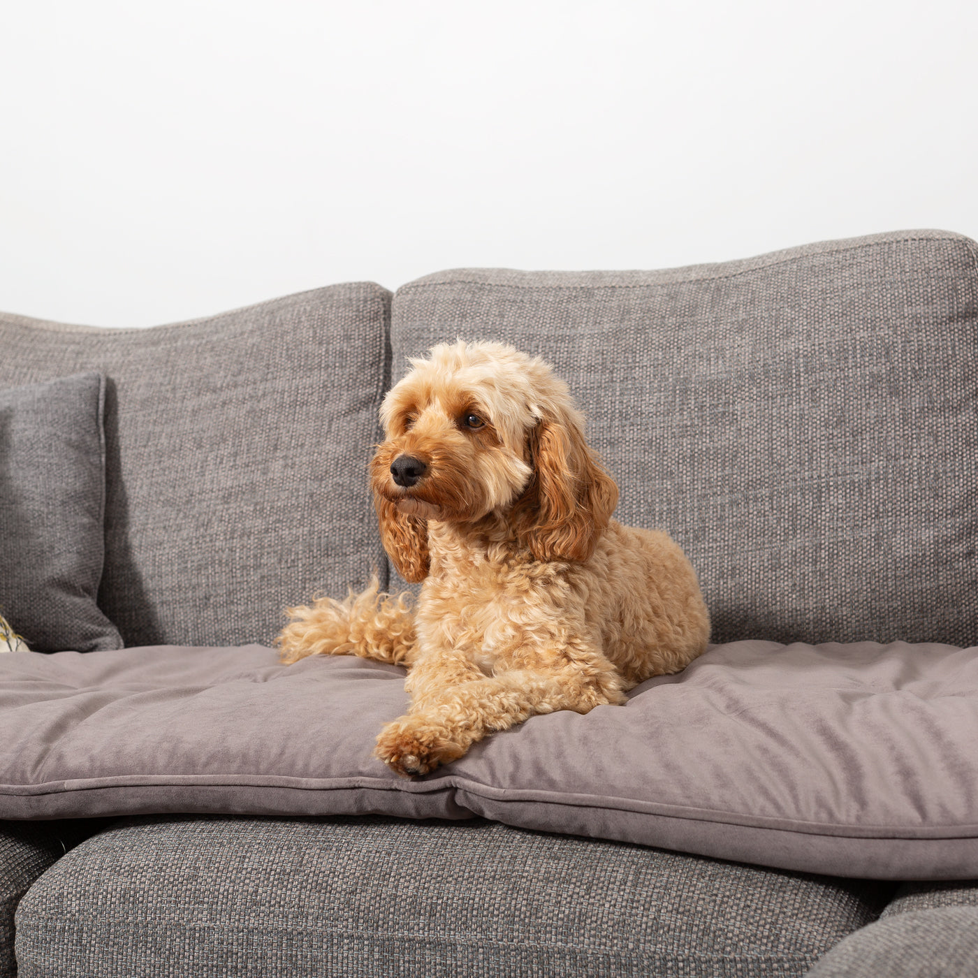 Couch Topper in Silt Velvet By Lords & Labradors