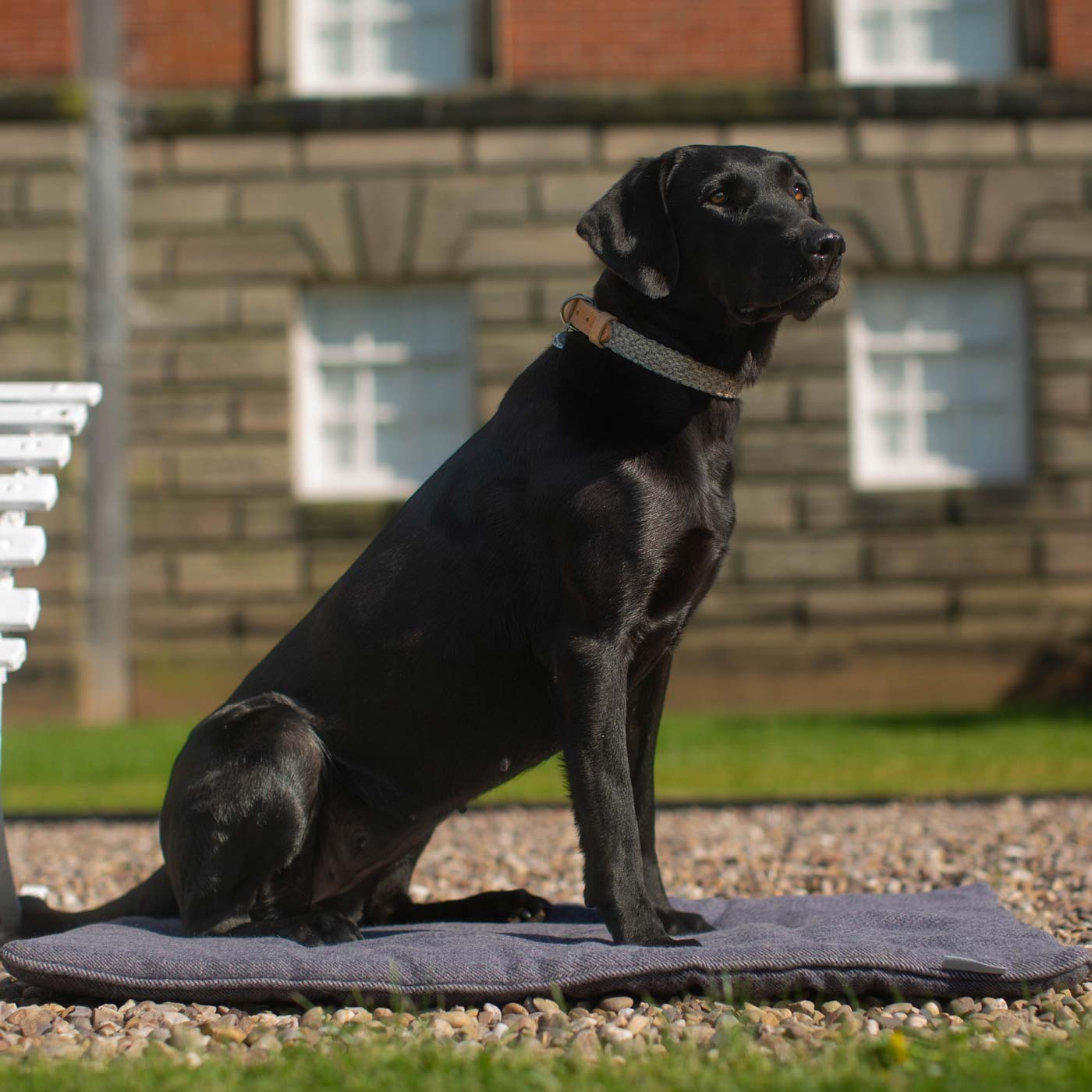 Discover dog walking luxury with our handcrafted Italian dog collar in beautiful graphite with woven dark grey fabric! The perfect collar for dogs available now at Lords & Labradors US