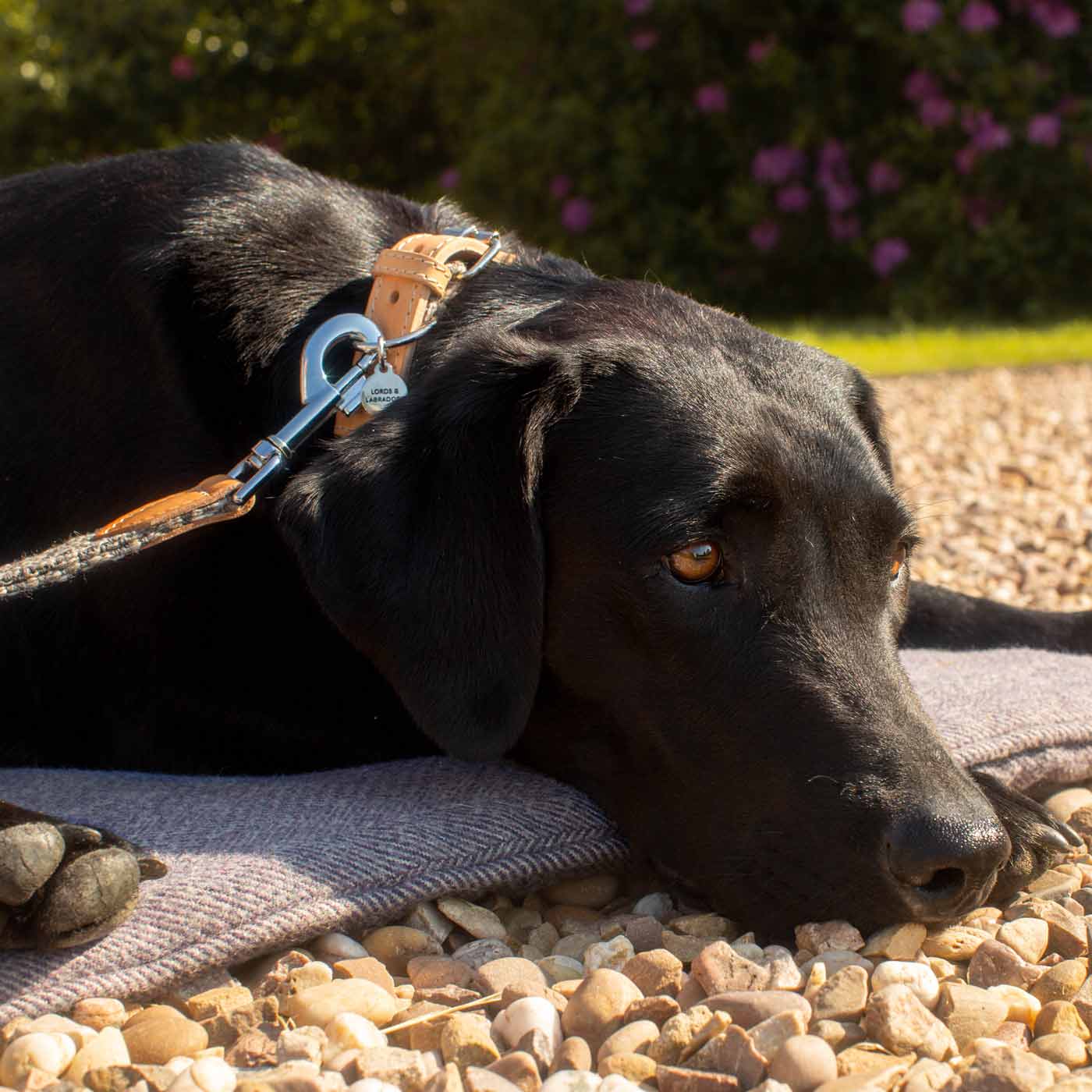 Discover dog walking luxury with our handcrafted Italian dog collar in beautiful graphite with woven dark grey fabric! The perfect collar for dogs available now at Lords & Labradors US