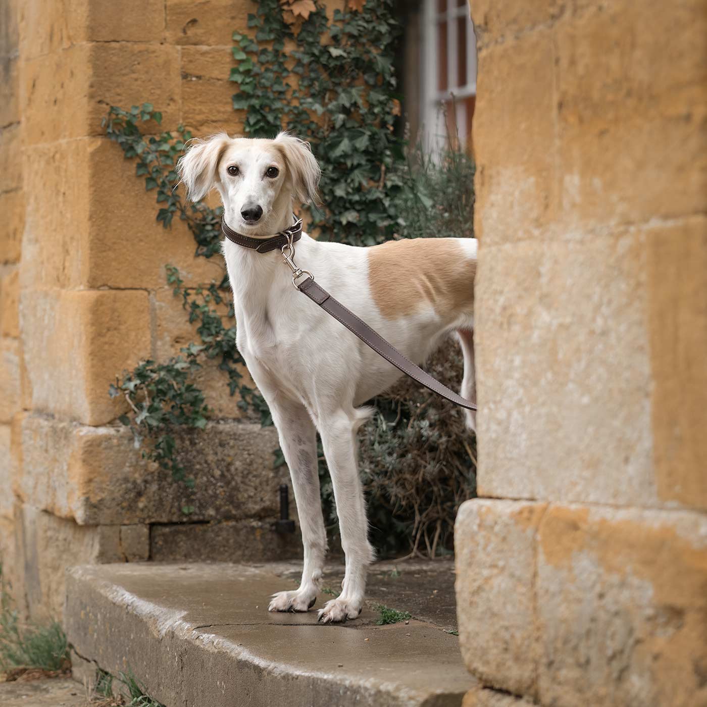 Discover dog walking luxury with our handcrafted Italian padded leather dog Leash in Brown & Cream! The perfect Leash for dogs available now at Lords & Labradors US