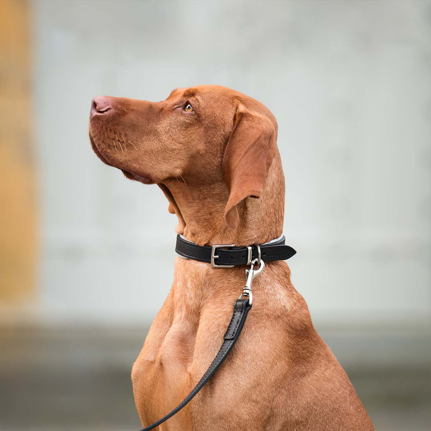 Discover dog walking luxury with our handcrafted Italian padded leather dog Leash in Black & Grey! The perfect Leash for dogs available now at Lords & Labradors US