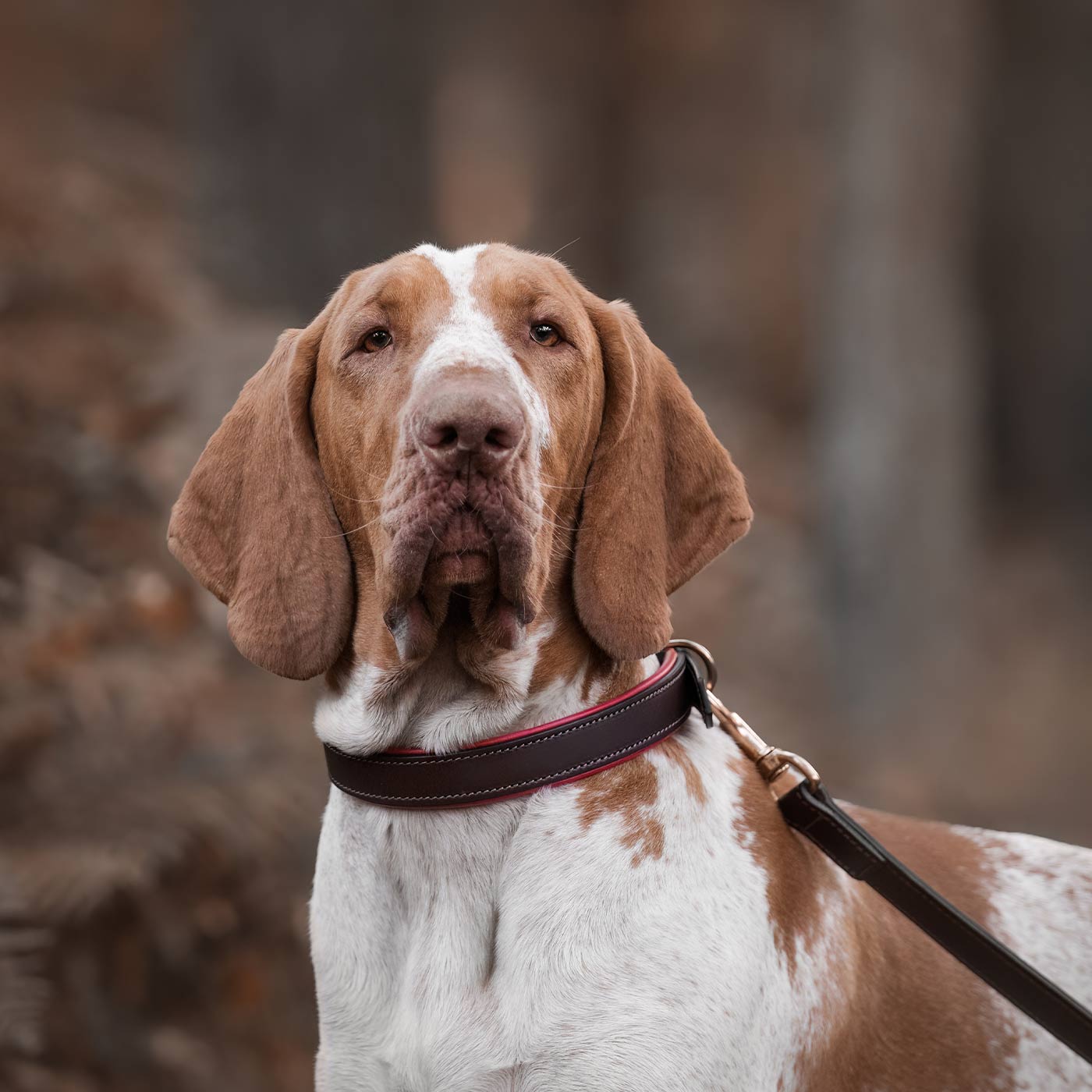 Discover dog walking luxury with our handcrafted Italian padded leather dog collar in Brown & Red! The perfect collar for dogs available now at Lords & Labradors US