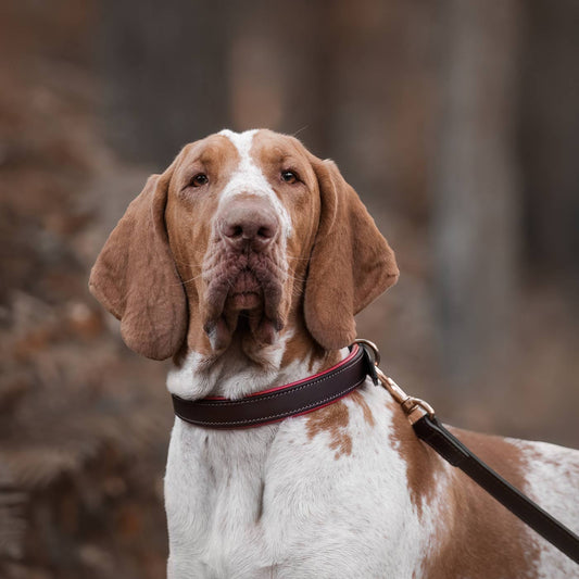 Discover dog walking luxury with our handcrafted Italian padded leather dog collar in Brown & Red! The perfect collar for dogs available now at Lords & Labradors US