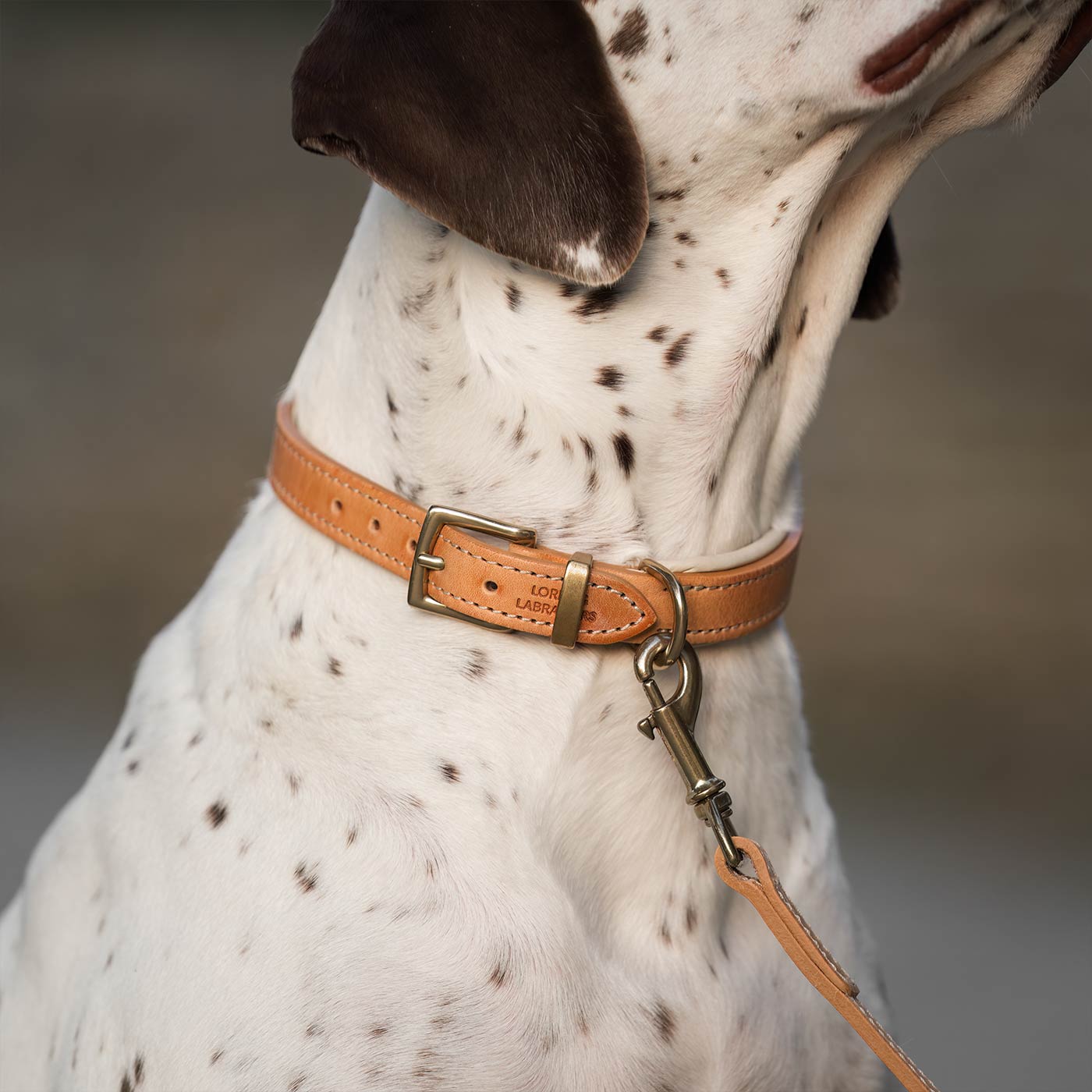 Discover dog walking luxury with our handcrafted Italian padded leather dog Leash in Tan & Cream! The perfect Leash for dogs available now at Lords & Labradors US
