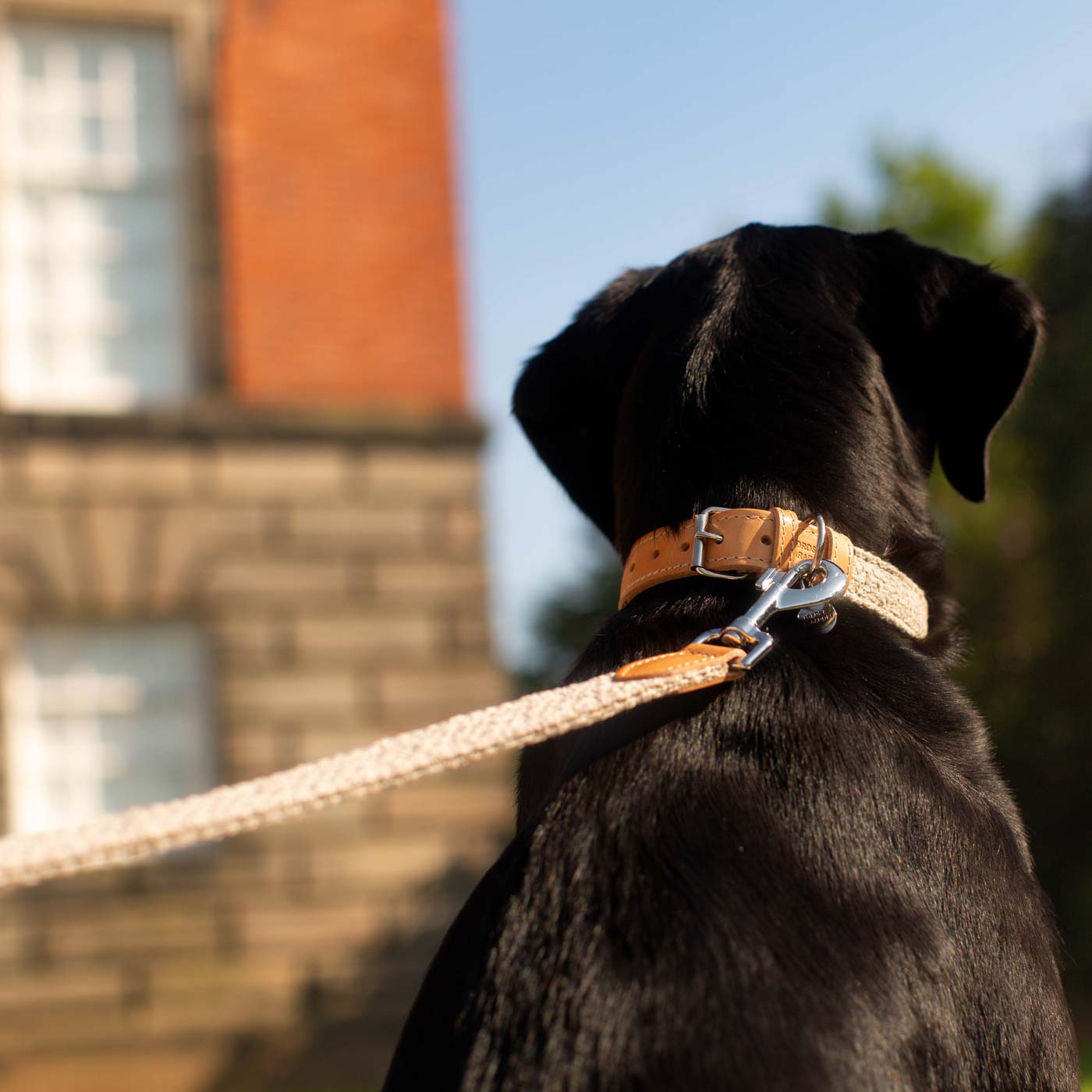 Discover dog walking luxury with our handcrafted Italian dog collar in beautiful pebble with woven grey fabric! The perfect collar for dogs available now at Lords & Labradors US
