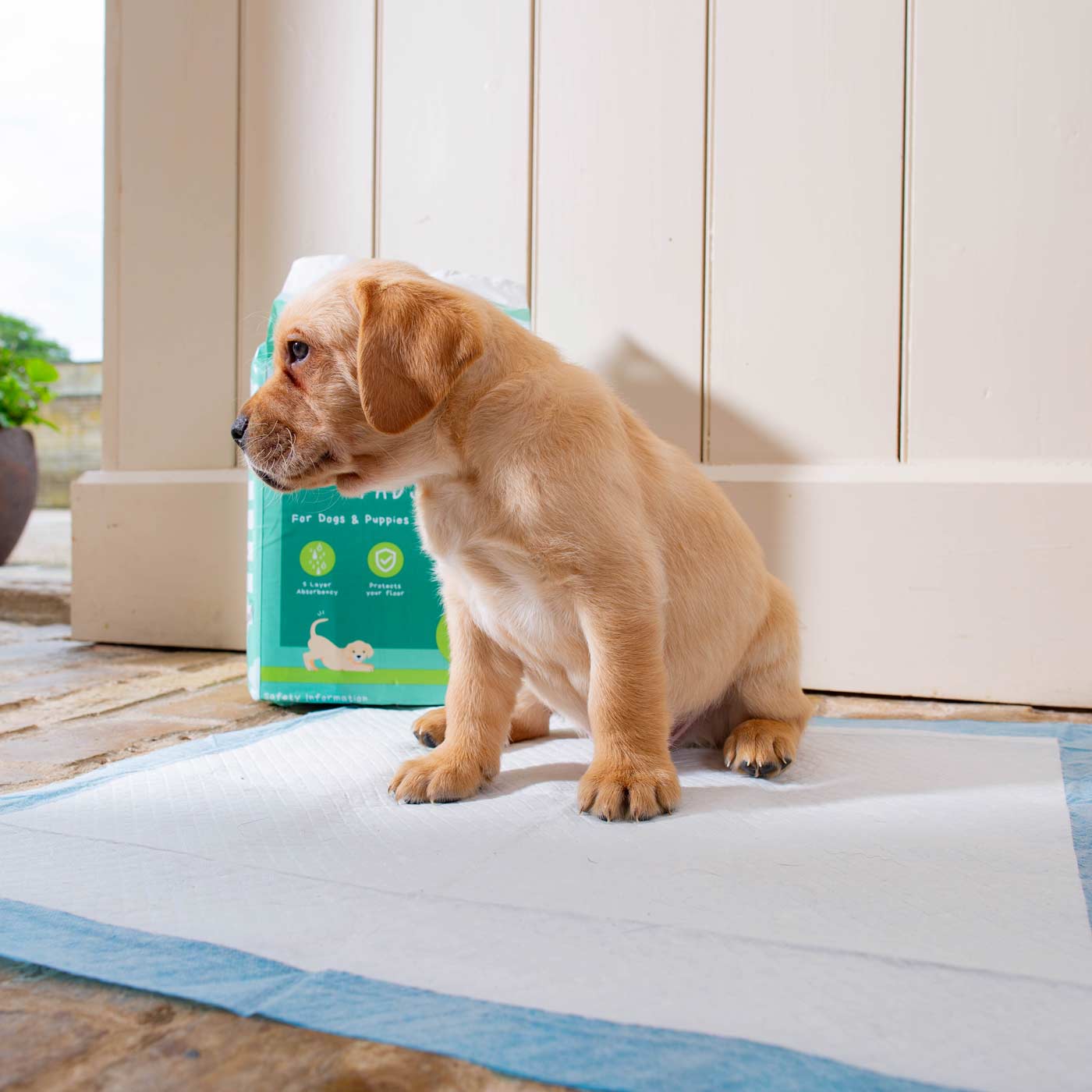 Discover Puppy Training Pads, 50 pads per pack. Featuring Super absorbent with 5 layers absorbency, and Makes house training easy and protects floors. Reducing smelly odours, Perfect for training puppies, travelling, ill or confined dogs. now available at Lords and Labradors US