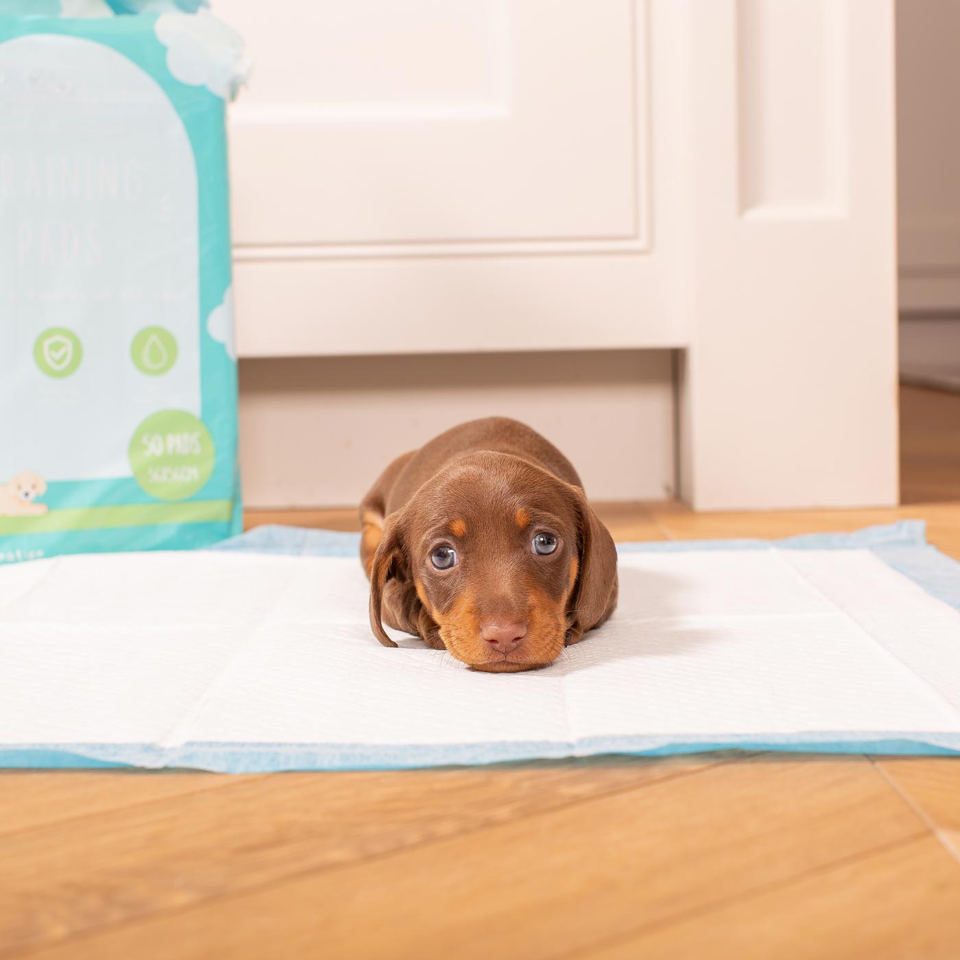 Discover Puppy Training Pads, 50 pads per pack. Featuring Super absorbent with 5 layers absorbency, and Makes house training easy and protects floors. Reducing smelly odours, Perfect for training puppies, travelling, ill or confined dogs. now available at Lords and Labradors US