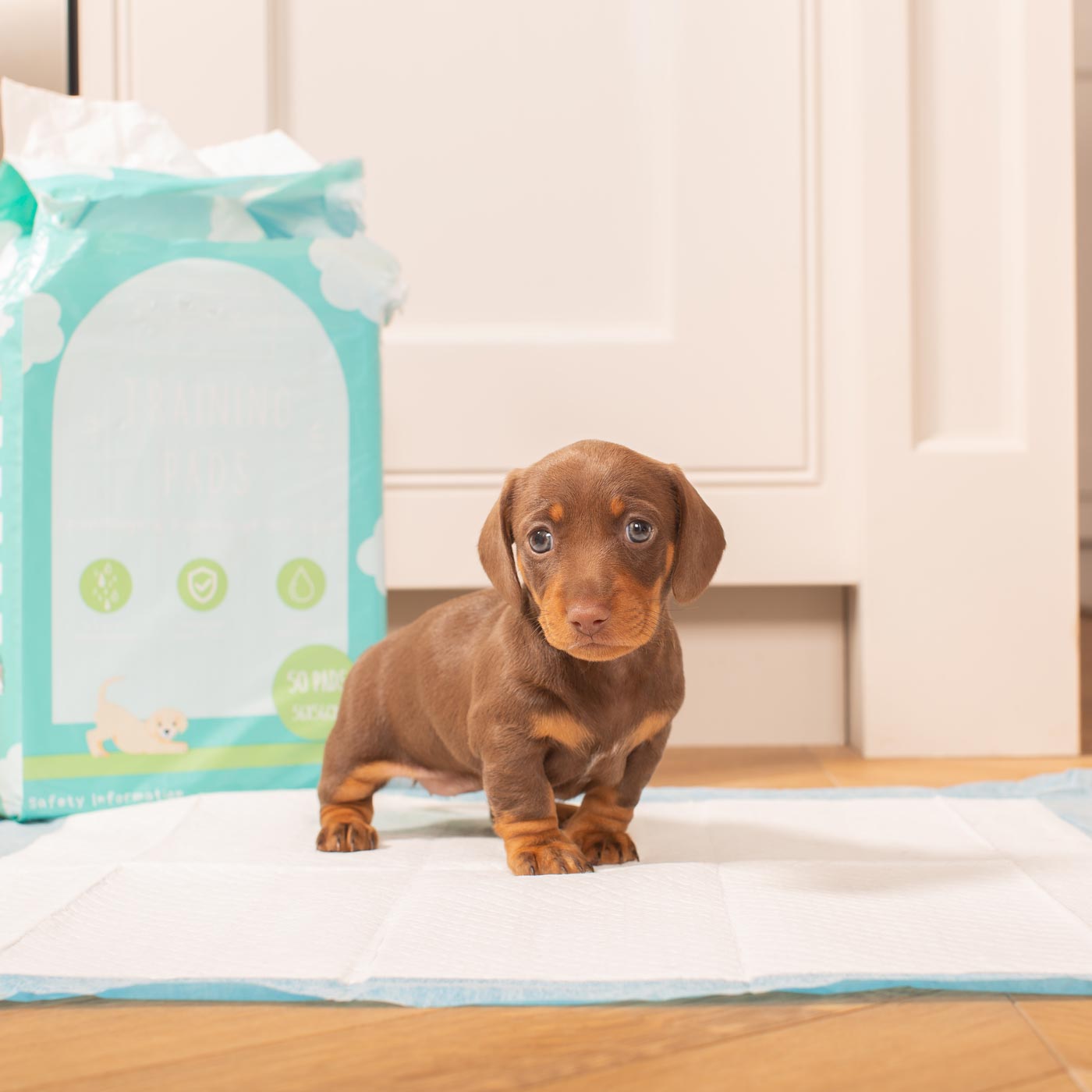 Discover Puppy Training Pads, 50 pads per pack. Featuring Super absorbent with 5 layers absorbency, and Makes house training easy and protects floors. Reducing smelly odours, Perfect for training puppies, travelling, ill or confined dogs. now available at Lords and Labradors US