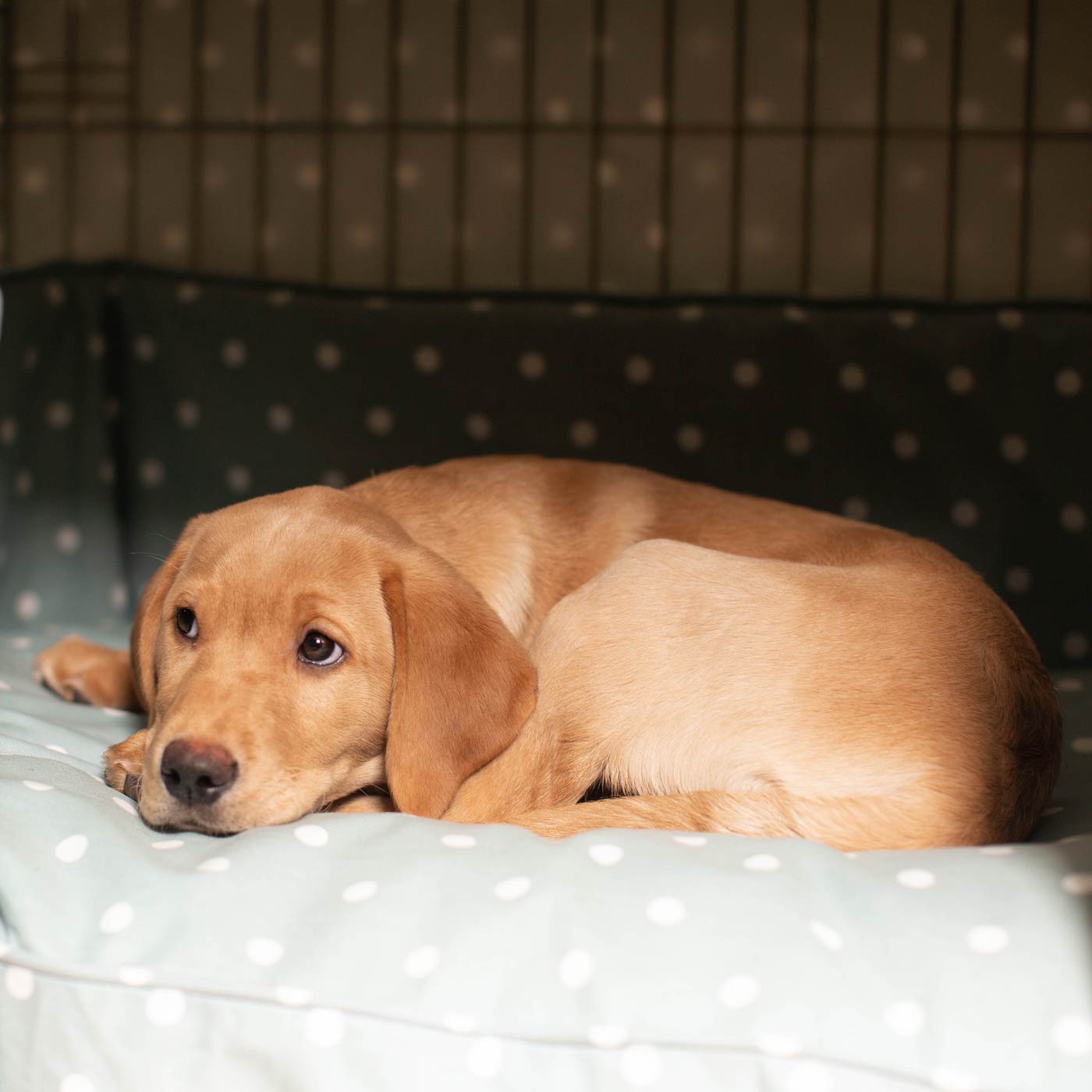 Luxury Black Dog Cage Set With Crate Cover, The Perfect Dog Crate For The Ultimate Naptime, Available Now at Lords & Labradors US