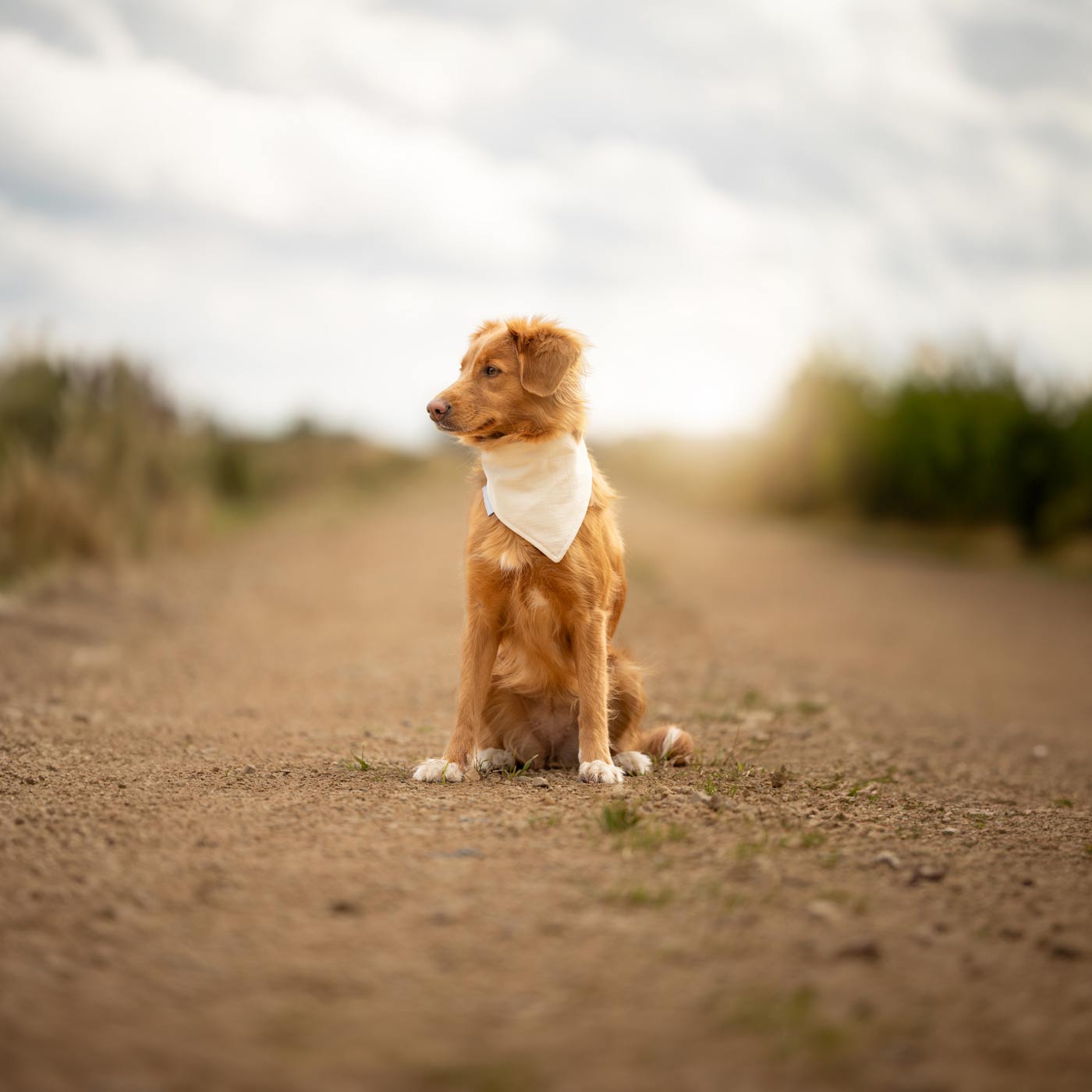 Discover The Perfect Luxury Pet Bandana, in Stunning Savanna Bone! Available To Personalize Now at Lords & Labradors US