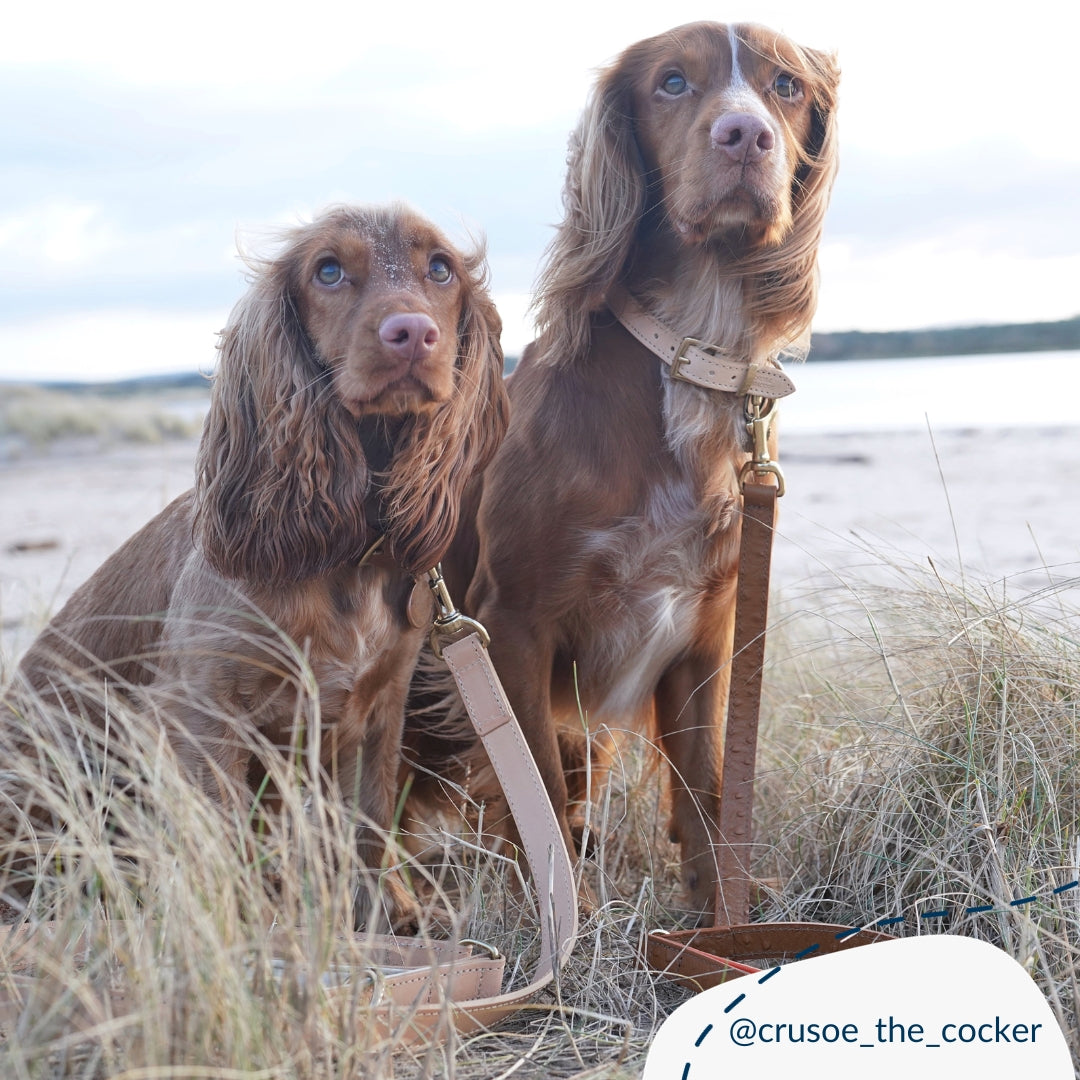 Discover dog walking luxury with our handcrafted Italian padded leather dog collar in Tan & Cream! The perfect collar for dogs available now at Lords & Labradors US