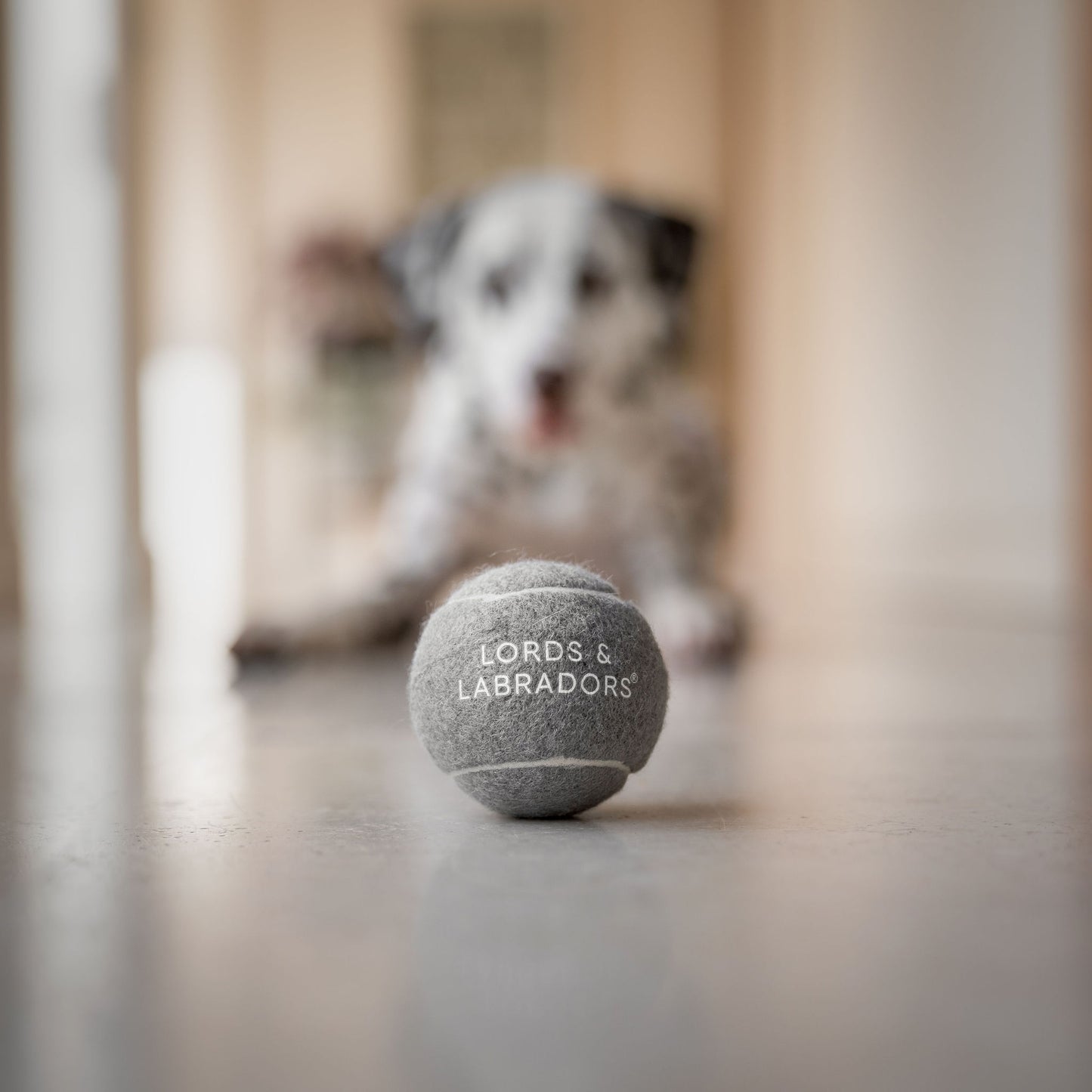 Super-Bouncy Tennis Balls For Dogs, 3 Pack of Tennis Dog Balls, Perfect For Outdoor Play! Available Now at Lords & Labradors US
