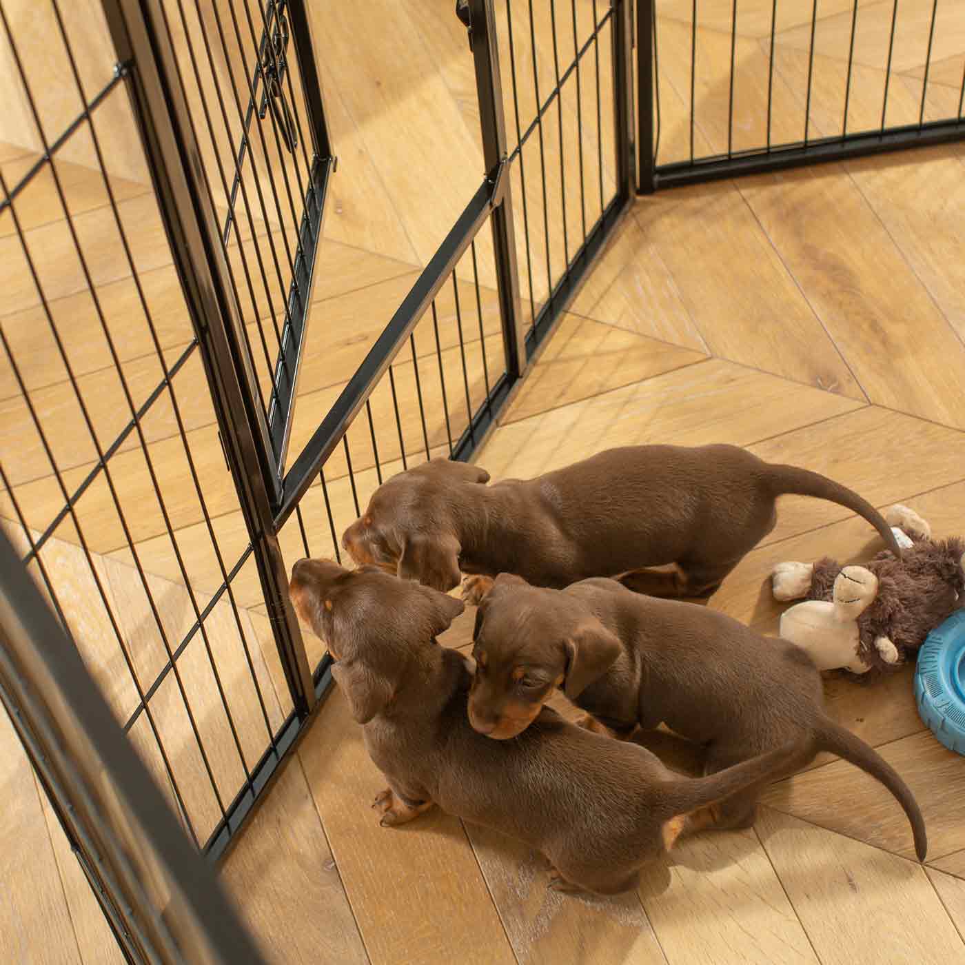 Ensure The Ultimate Puppy Safety with Our Heavy Duty 80cm High Black Metal Play Pen, Crafted to Take Your Pet Right Through Maturity! Powder Coated to Be Extra Hardwearing! 6 panels that are 80cm high and attachments to connect to any Cage. The modular system allows you to change the puppy pen shape with multiple layouts! Available To Now at Lords & Labradors US