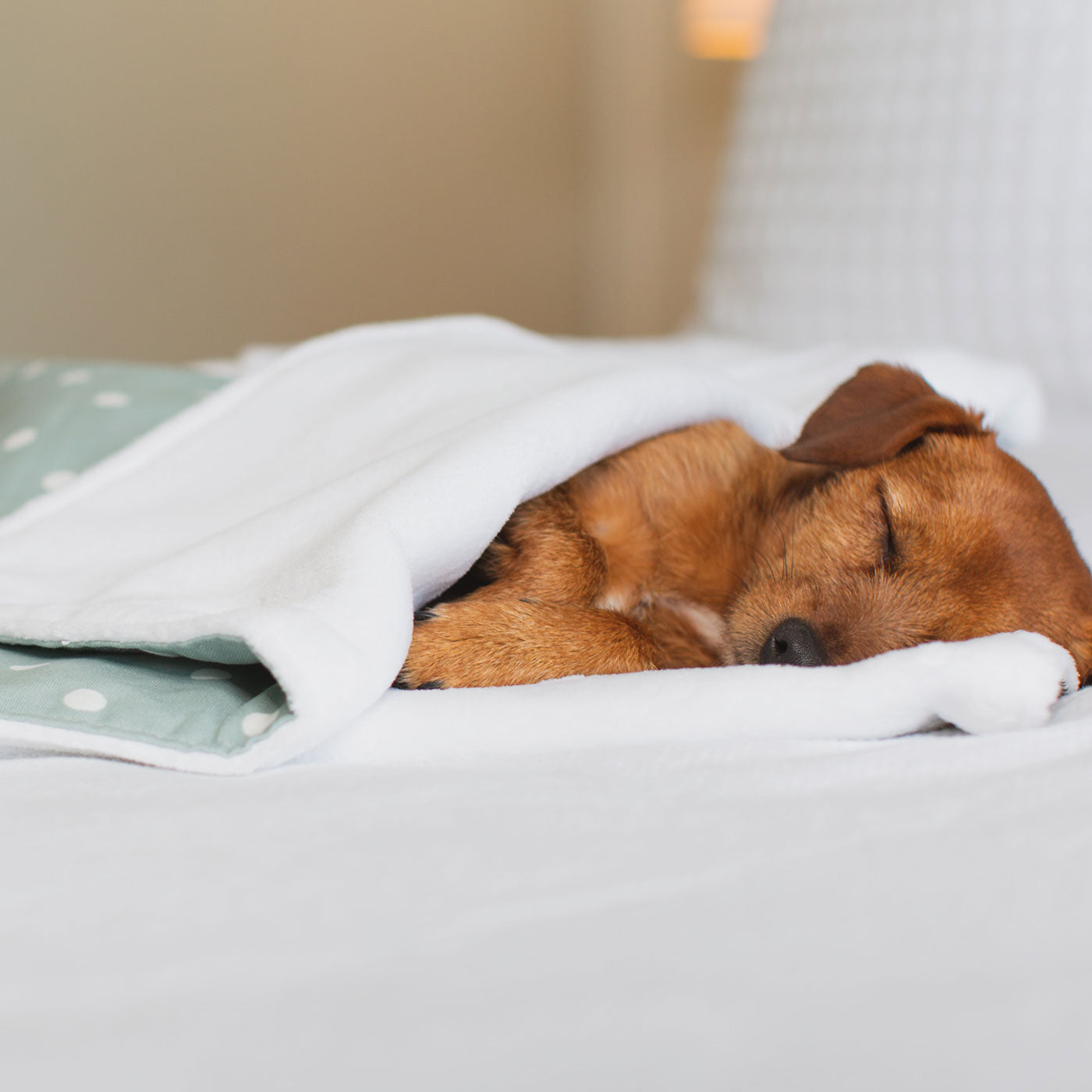 Discover Our Luxurious Dog Blanket In Stunning Duck Egg Spot, The Perfect Blanket For Puppies, Available To Personalize And In 2 Sizes Here at Lords & Labradors US
