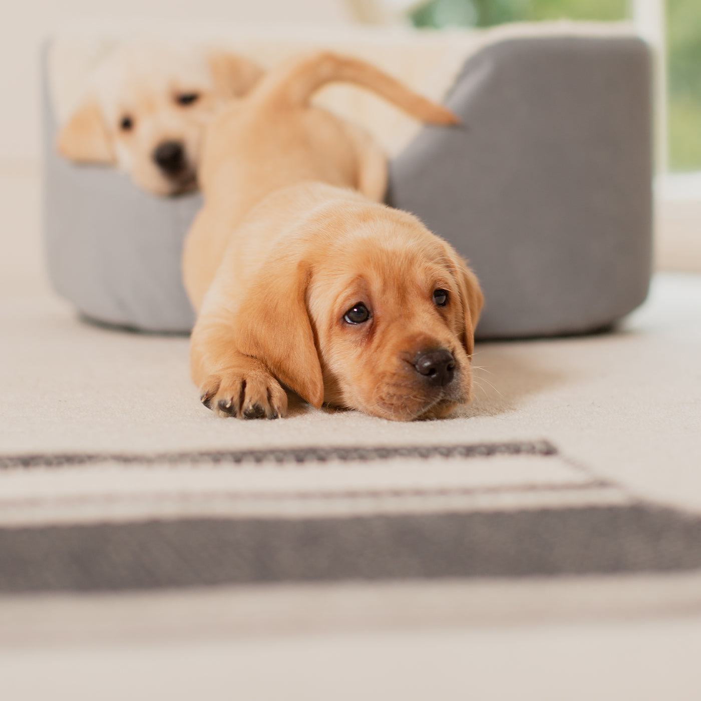 Discover our luxurious dog bed perfect for puppy growing! Crafted from plush sherpa, faux suede outer and complete with soft foam inner to present the ideal dog bed for puppies to grow! Available now at Lords & Labradors US