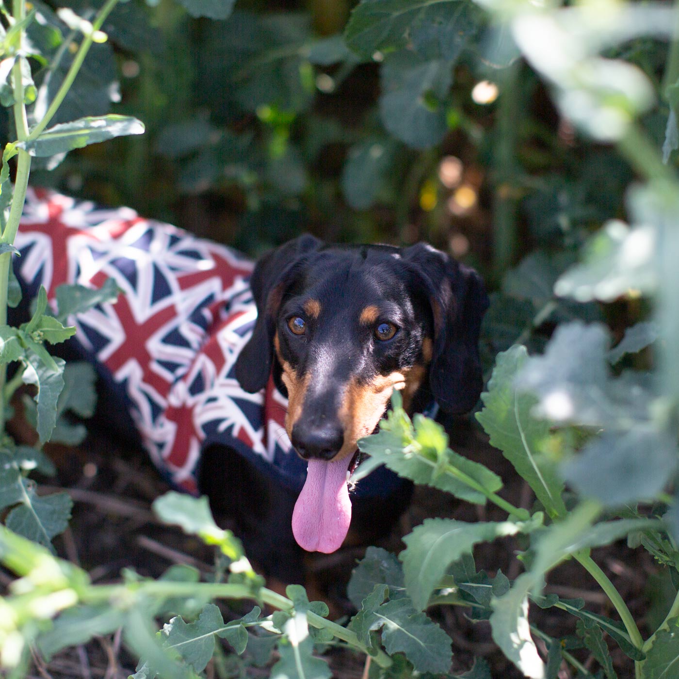 Accessorize Your Pet, With Our Stunning Dachshund Fleece, in Union Jack! Comes In five Size, And Totally Machine Washable, Available To Personalize Now at Lords & Labradors US