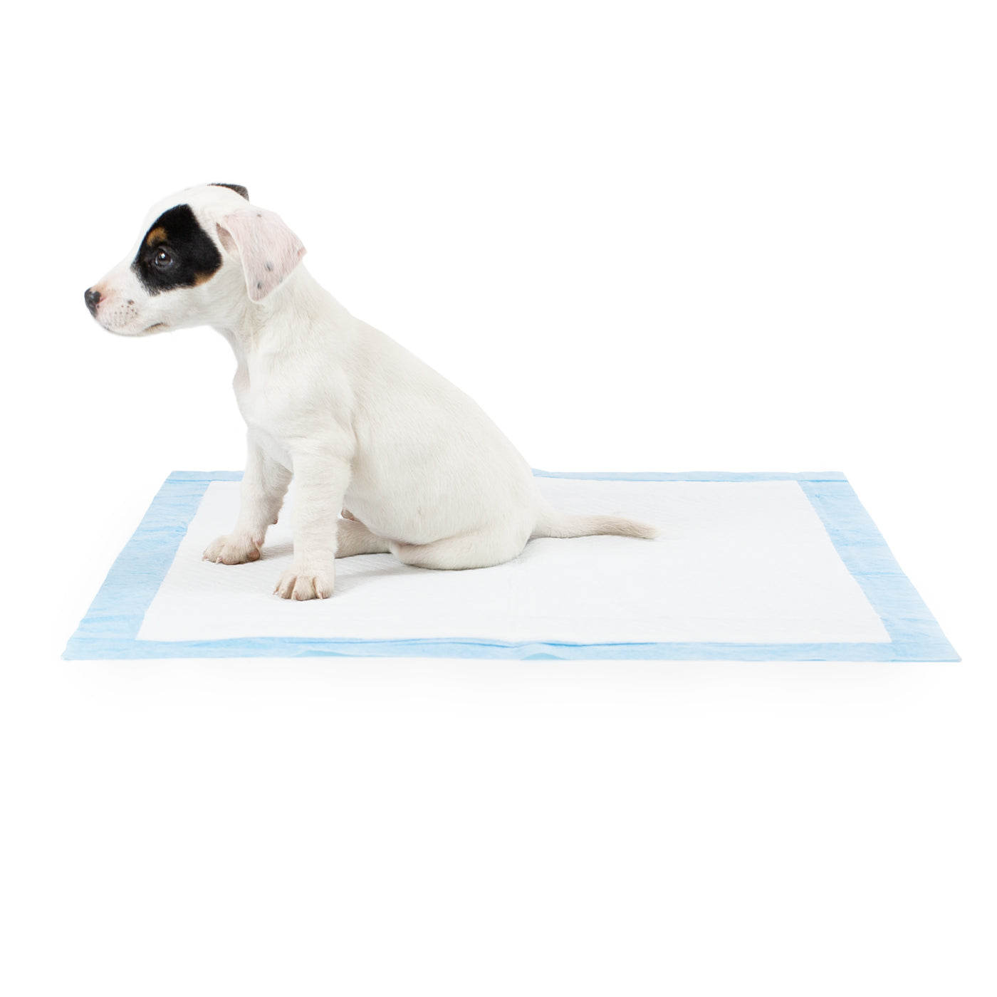 Discover Puppy Training Pads, 50 pads per pack. Featuring Super absorbent with 5 layers absorbency, and Makes house training easy and protects floors. Reducing smelly odours, Perfect for training puppies, travelling, ill or confined dogs. now available at Lords and Labradors US