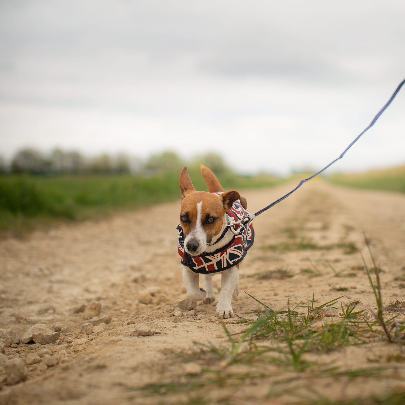 Accessorize Your Pet, With Our Stunning Dog Coat, in Union Jack! Comes In four Size, And Totally Machine Washable, Available To Personalize Now at Lords & Labradors US