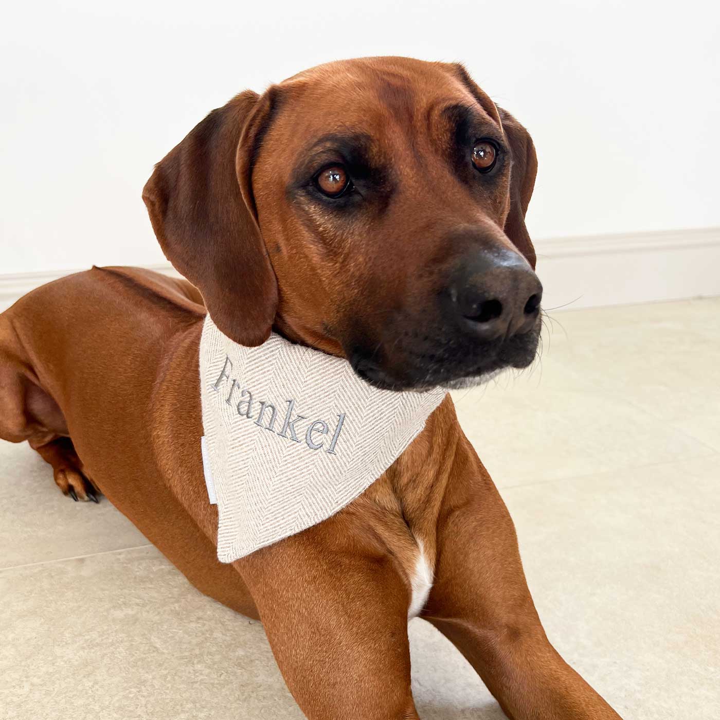 Discover The Perfect Bandana For Dogs, Handmade With love In Luxury Herringbone Tweed, Available In 3 Sizes To Personalize Now at Lords & Labradors US