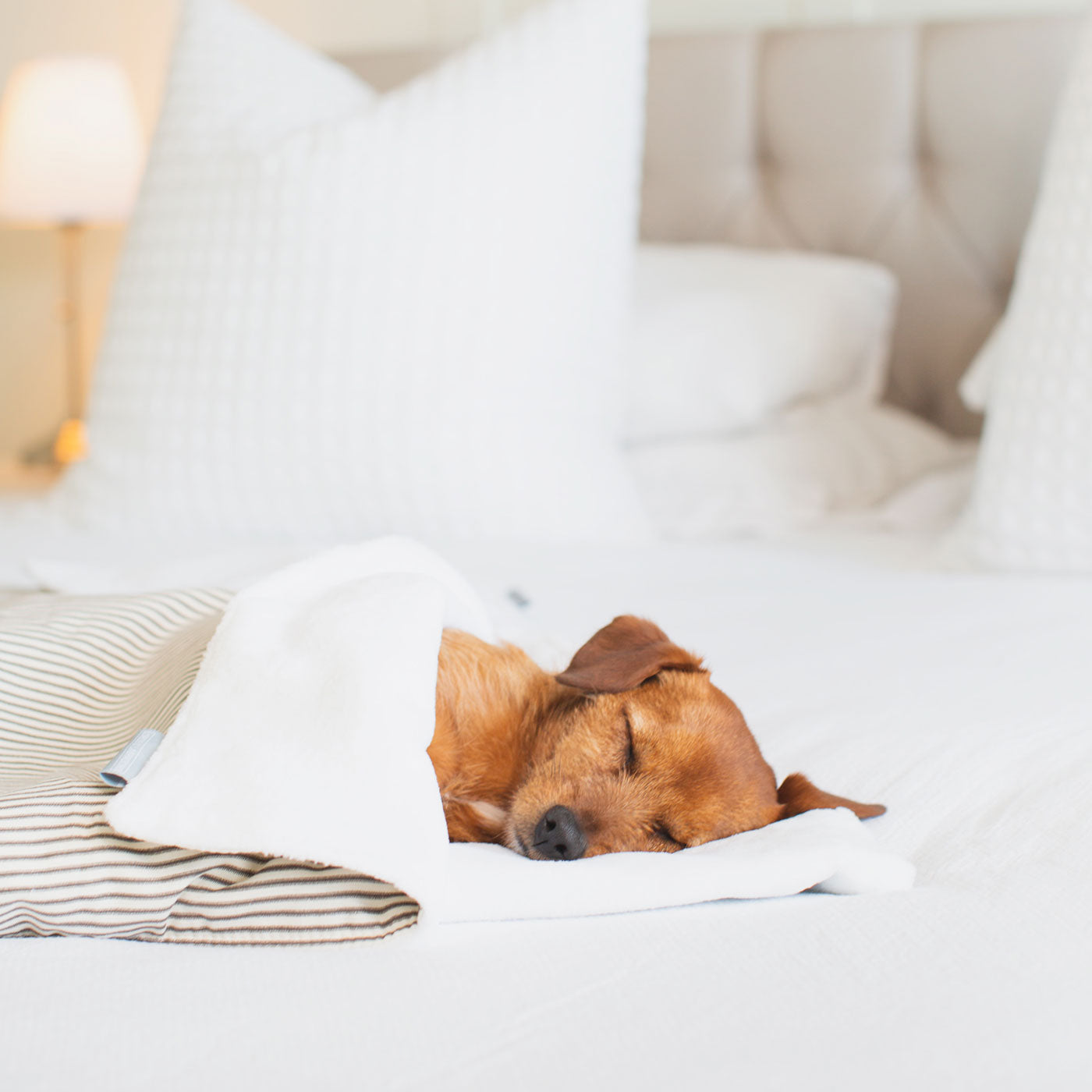 Discover Our Luxurious Dog Blanket In Stunning Regency Stripe, The Perfect Blanket For Puppies, Available To Personalize And In 2 Sizes Here at Lords & Labradors US