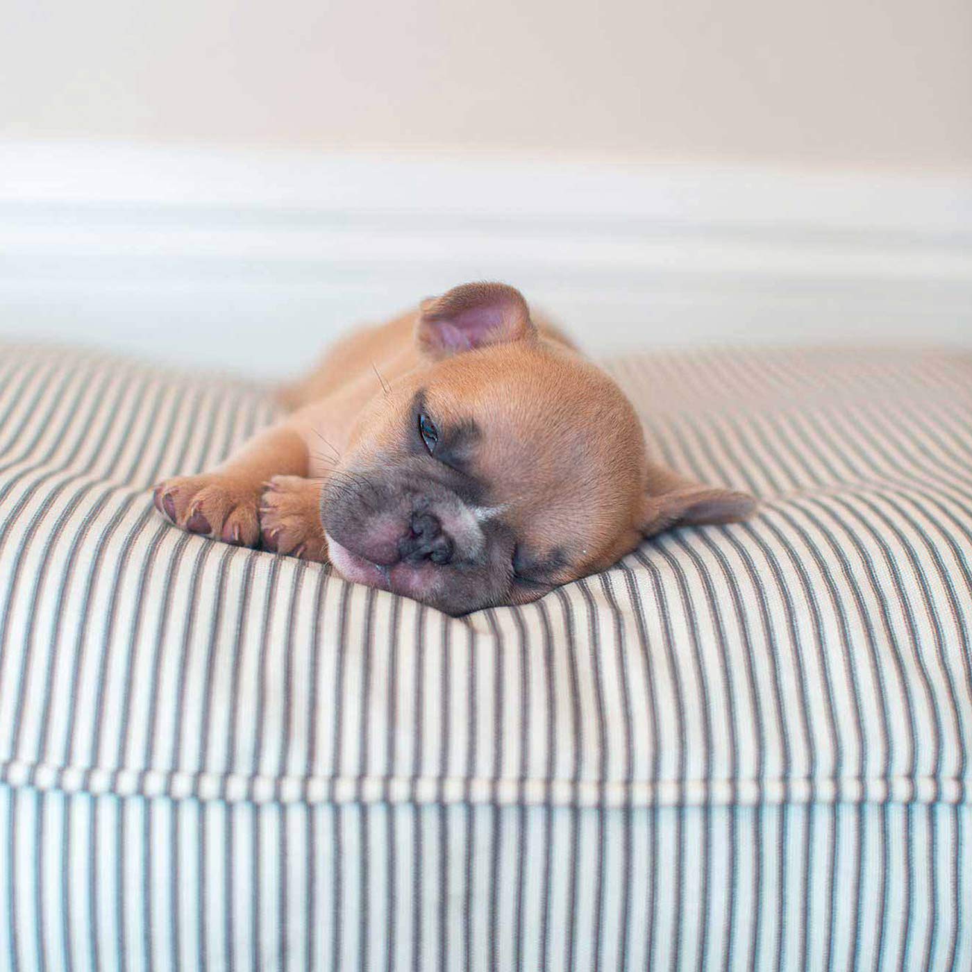 Luxury Dog Cushion, in Regency Stripe. The Perfect Dog Cage For The Ultimate Naptime, Available Now at Lords & Labradors US