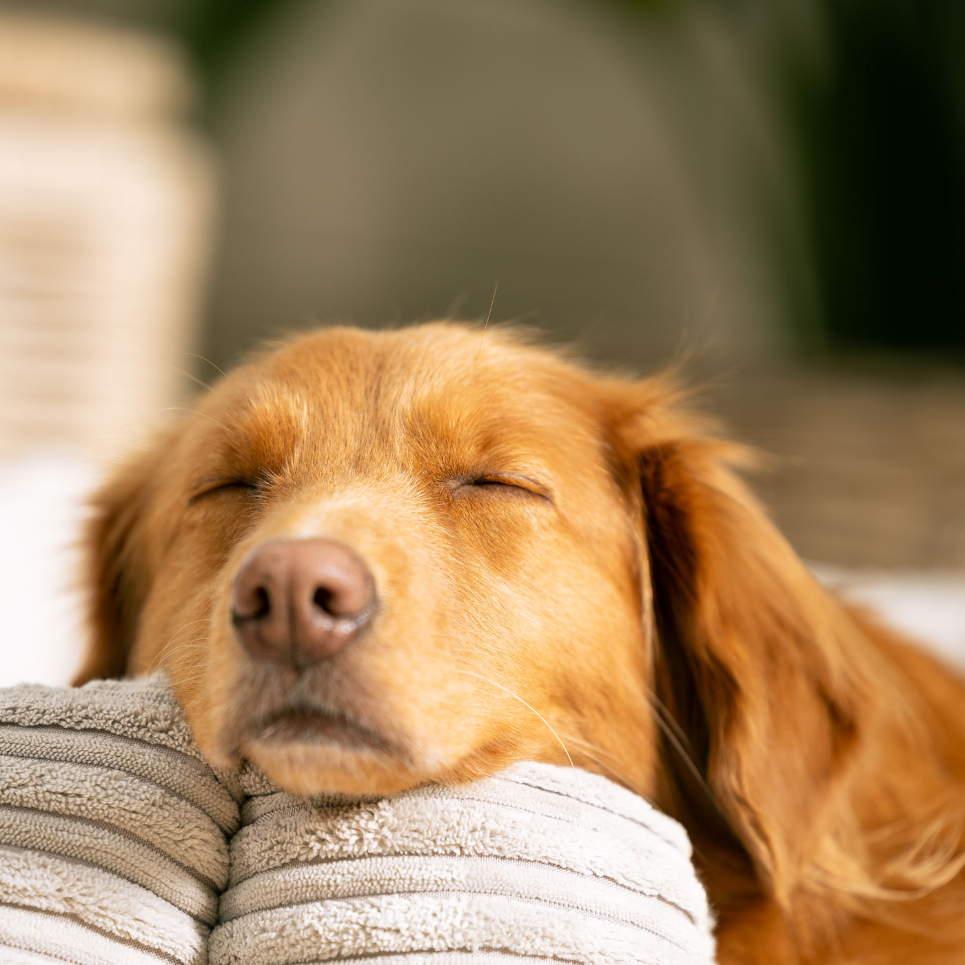 Discover Our Luxurious High Wall Bed For Dogs, Featuring inner pillow with plush teddy fleece on one side To Craft The Perfect Dog Bed In Stunning Essentials Light Grey Plush! Available To Personalize Now at Lords & Labradors US