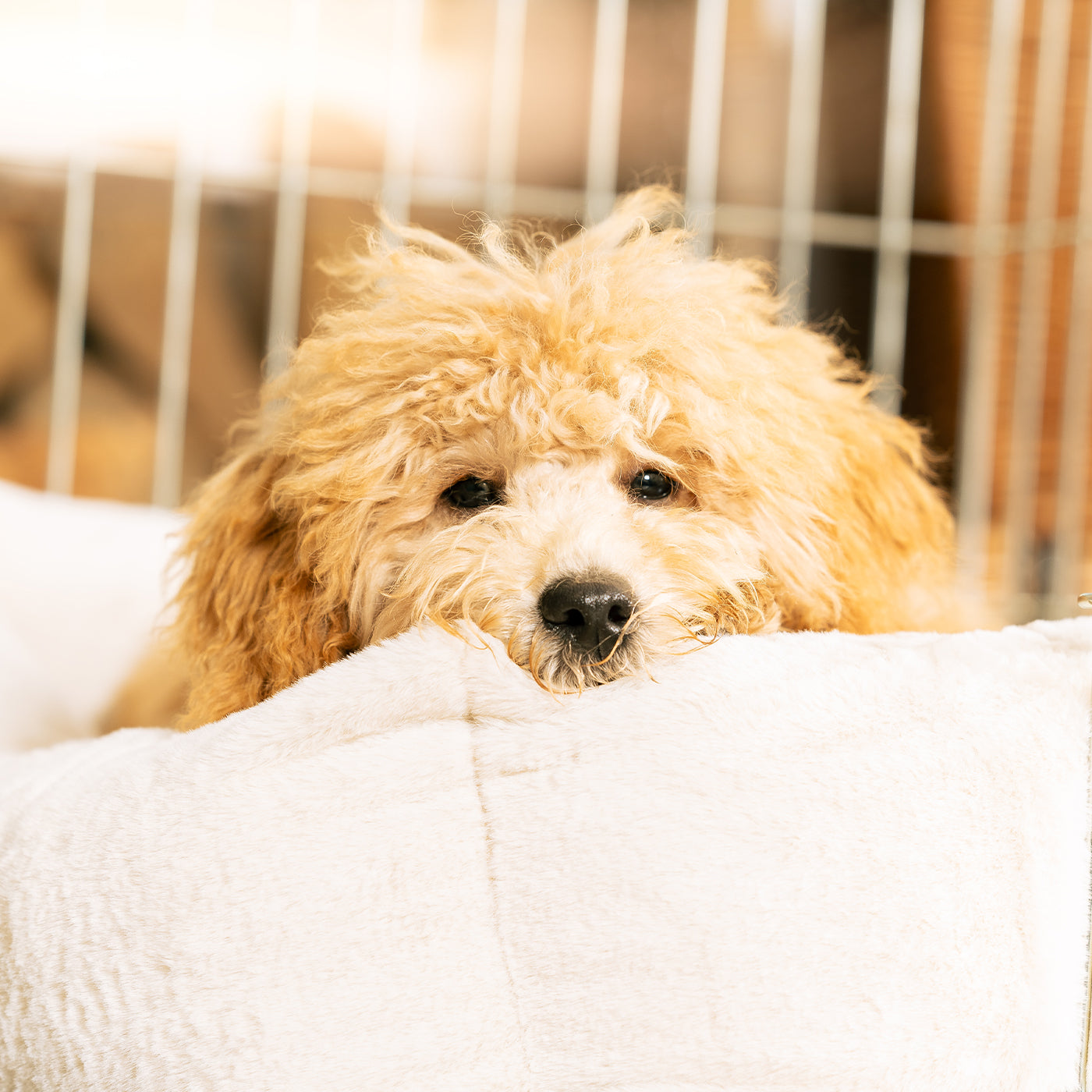 Cozy & Calming Puppy Cage Bed, The Perfect Dog Cage Accessory For The Ultimate Dog Den! In Stunning Anti-Anxiety Cream Faux Fur! Available To Personalize at Lords & Labradors US