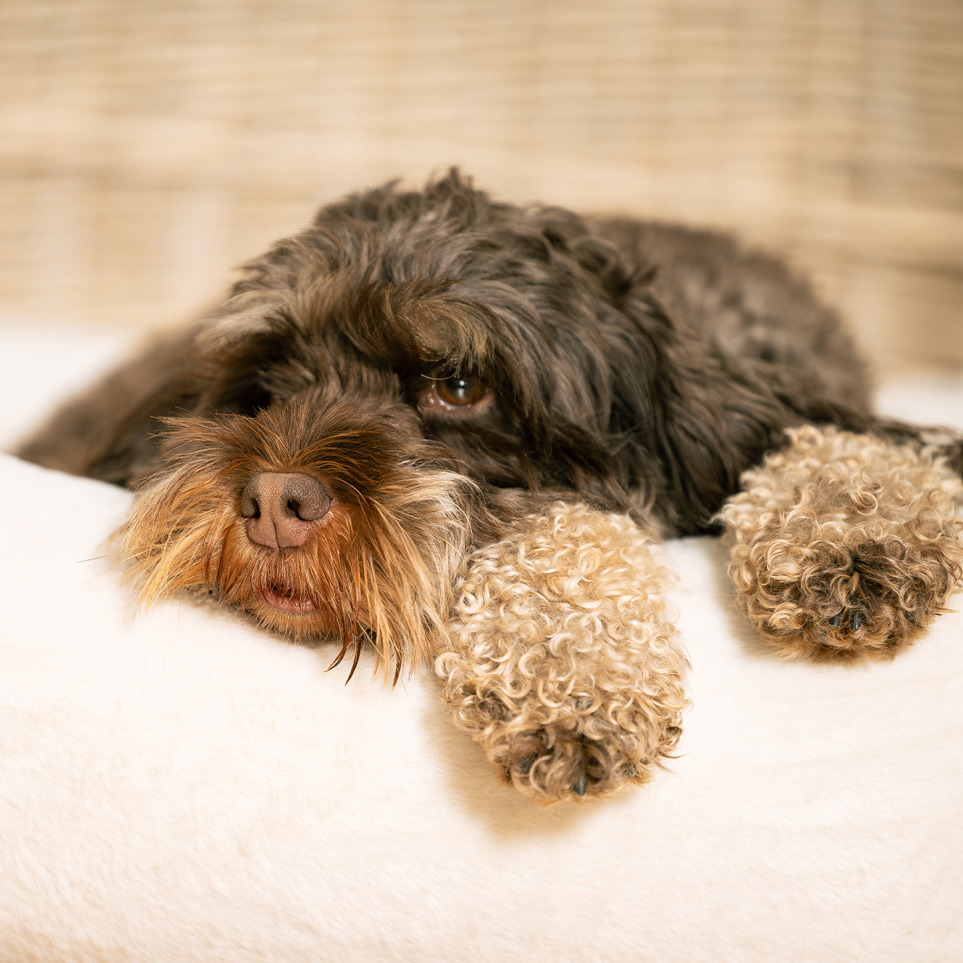 Luxury Anti-Anxiety Dog Box Bed, In Stunning Cream Faux Fur, Perfect For Your Pets Nap Time! Available Now at Lords & Labradors US