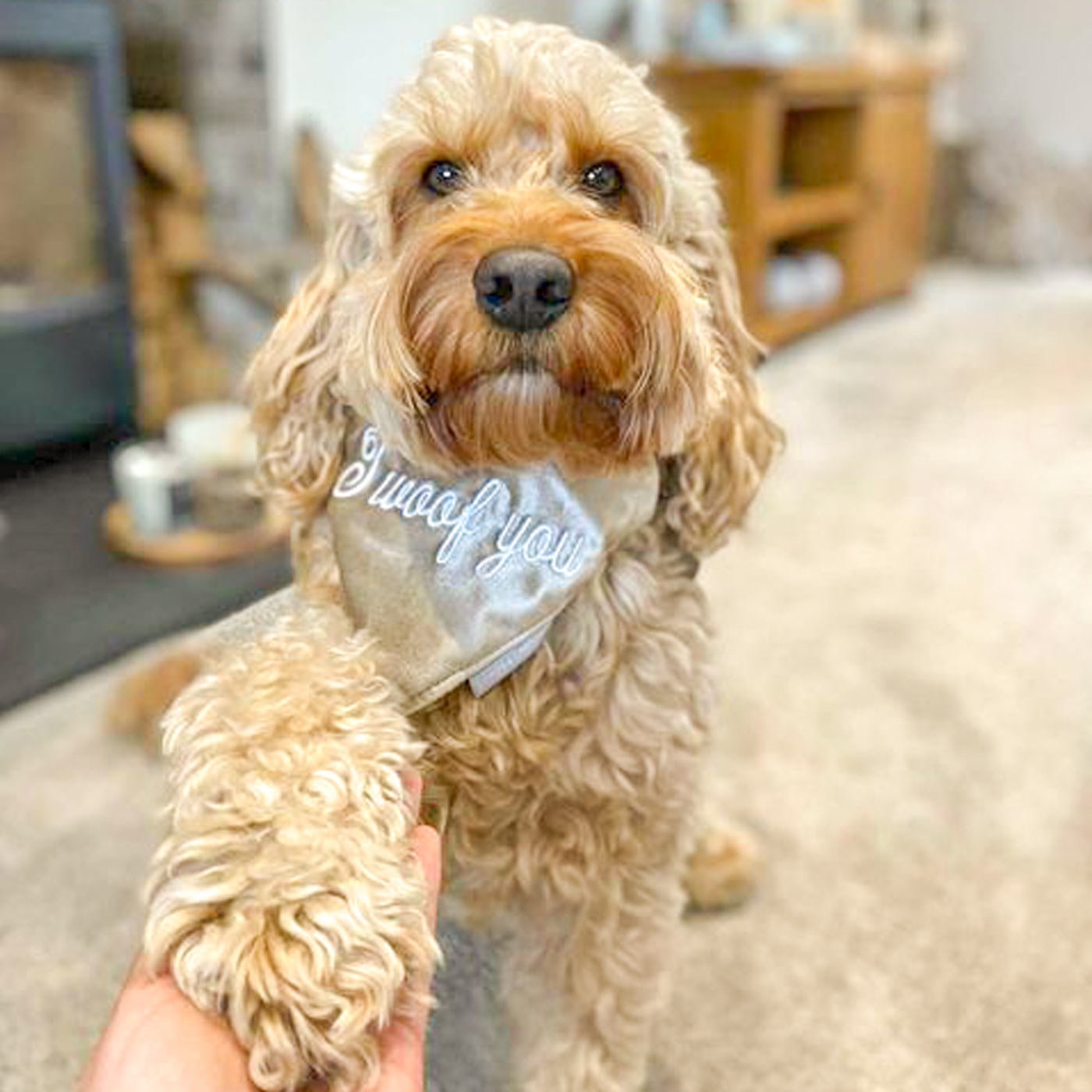 Goldendoodle bandana best sale