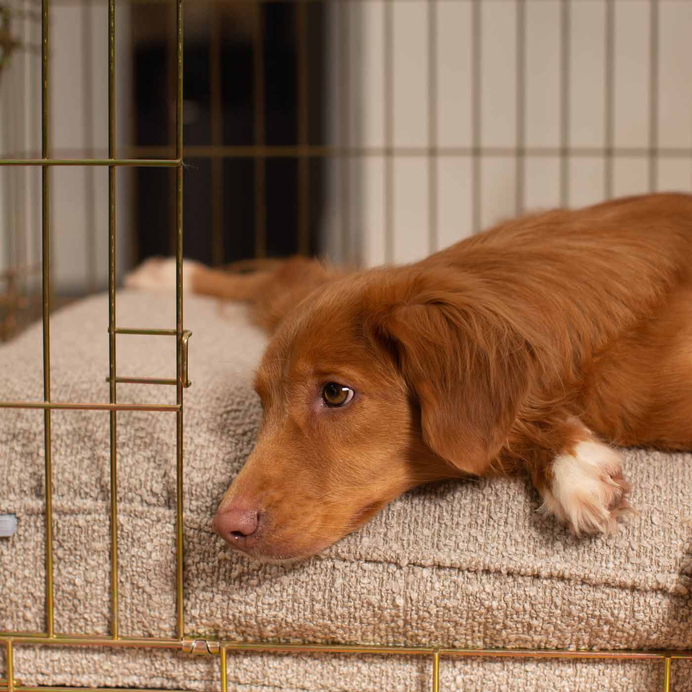 Luxury Dog Cage Cushion, Mink Bouclé Cage Cushion The Perfect Dog Cage Accessory, Available To Personalize Now at Lords & Labradors