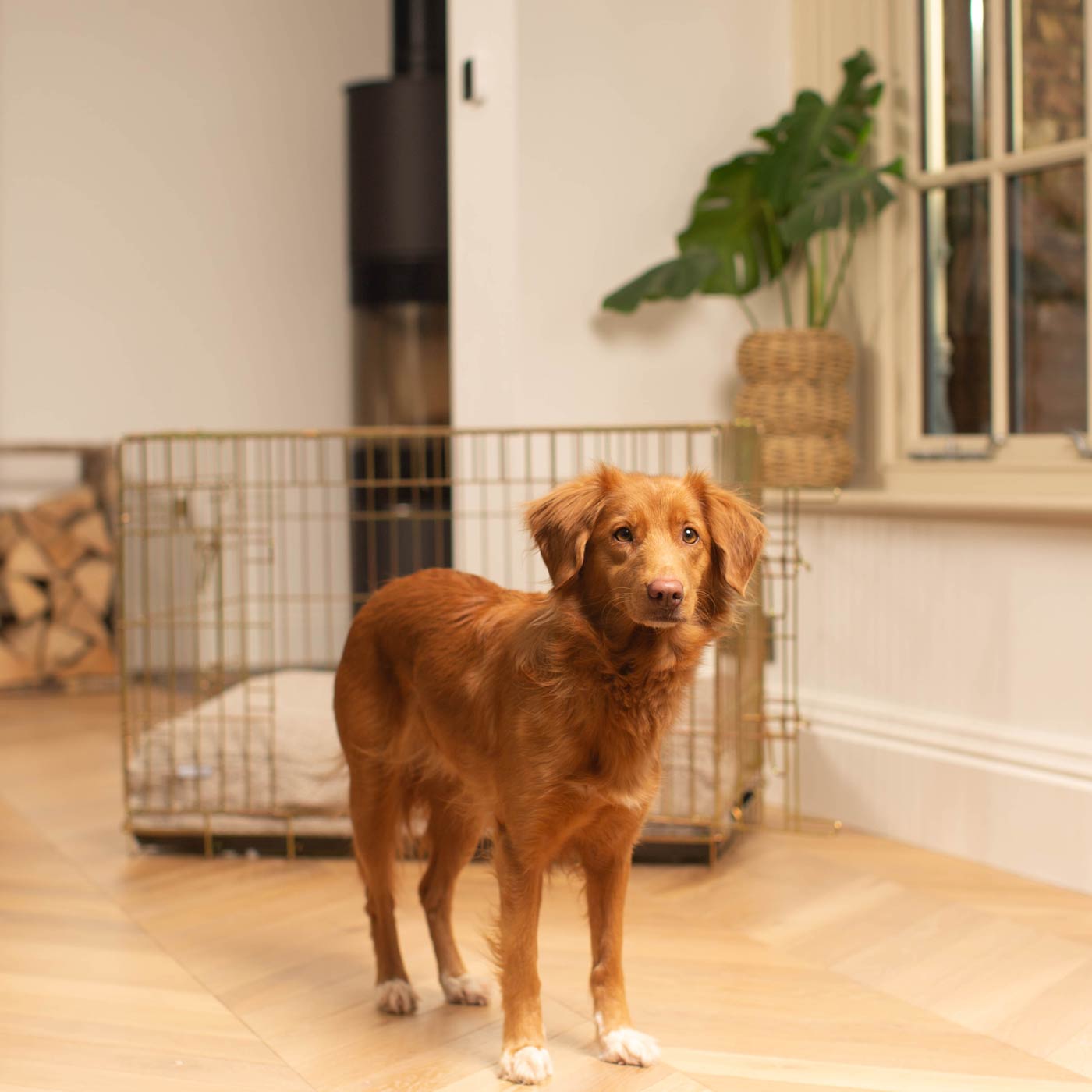 Luxury Dog Cage Cushion, Mink Bouclé Cage Cushion The Perfect Dog Cage Accessory, Available To Personalize Now at Lords & Labradors