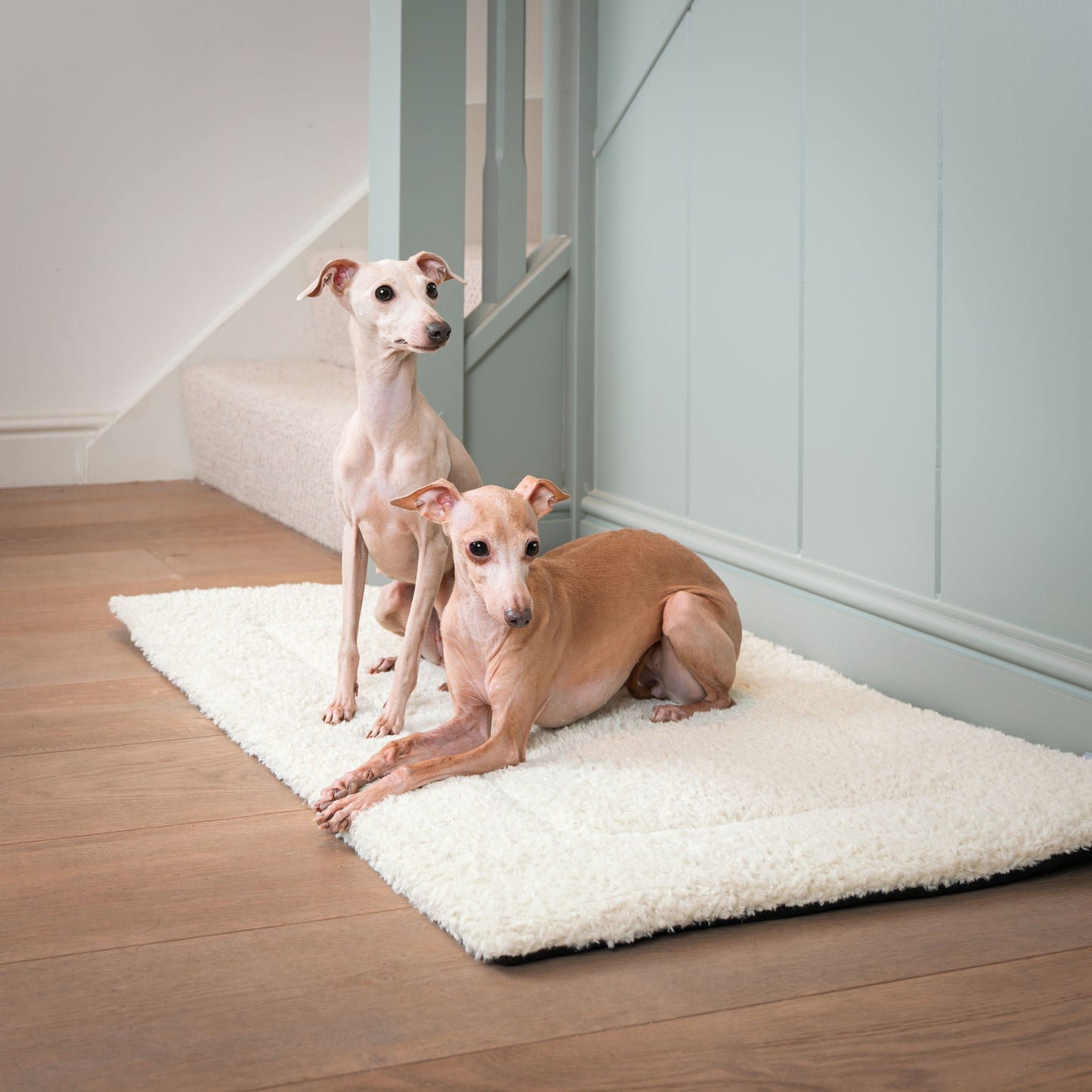 Present your furry friend with the perfect pet mattress featuring thick padding for the ultimate comfort! The luxury hottie mat is ideal for pet travel, available now at Lords & Labradors US