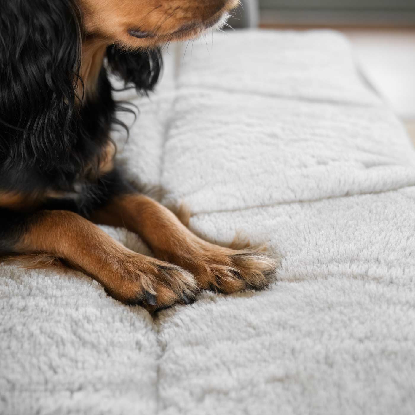 Embark on the perfect pet travel with our luxury Roll & Go Travel Mat! Featuring handles for easy carrying, the perfect addition that can be used on the Go in the car, at home or as a travel bed! Available now at Lords & Labradors US