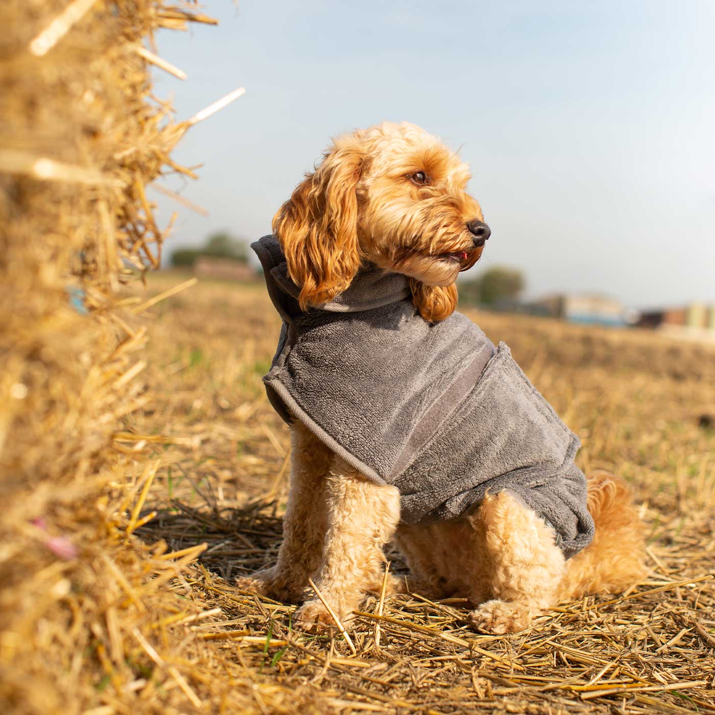 Introducing the ultimate bamboo dog drying coat in beautiful grey Gun Metal, made from luxurious bamboo to aid sensitive skin featuring adjustable Velcro neck and waist fastening with super absorbent material for easy pet drying! Available now at Lords & Labradors US, In five sizes and four colors to suit all breeds!