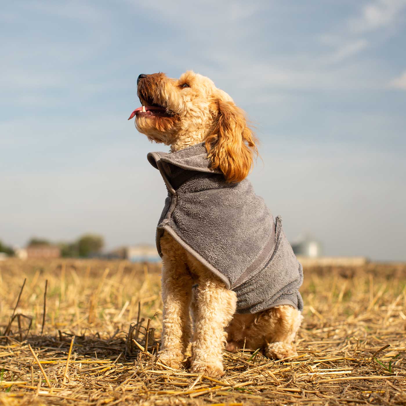 Introducing the ultimate bamboo dog drying coat in beautiful grey Gun Metal, made from luxurious bamboo to aid sensitive skin featuring adjustable Velcro neck and waist fastening with super absorbent material for easy pet drying! Available now at Lords & Labradors US, In five sizes and four colors to suit all breeds!