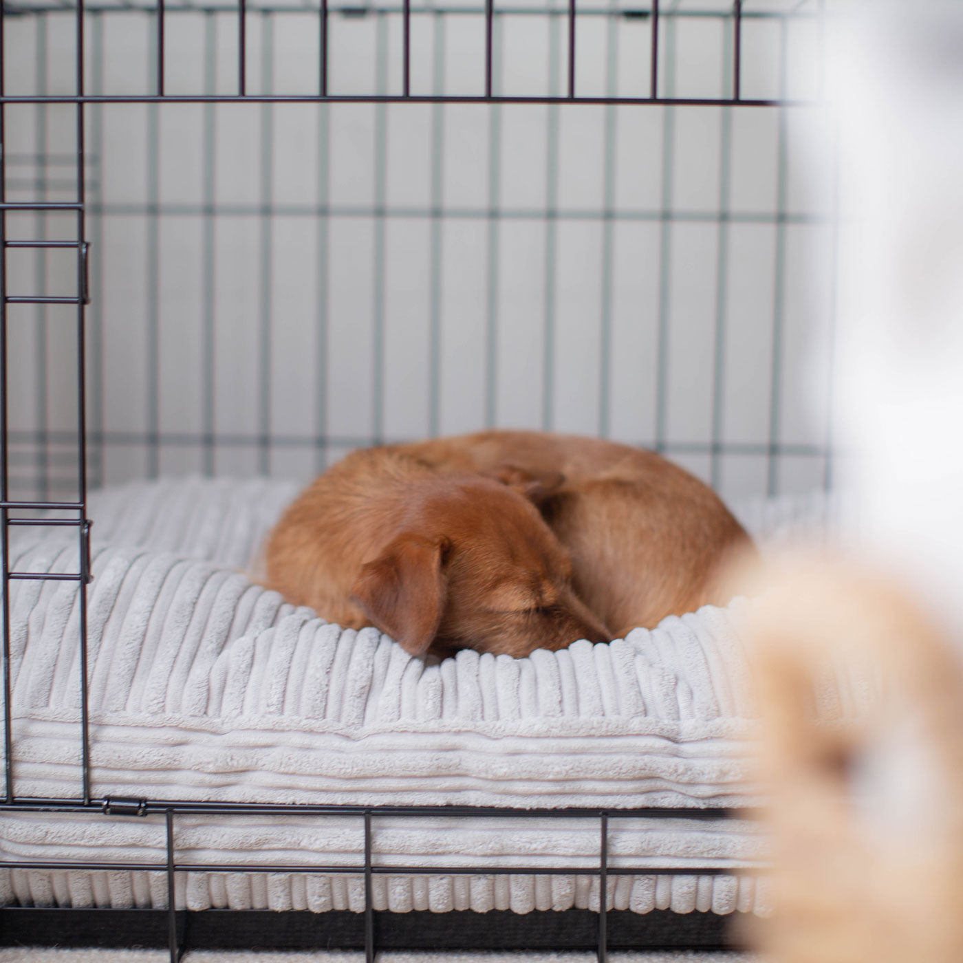 Luxury Dog Cage Cushion, Essentials Plush Cushion in Light Grey! The Perfect Dog Cage Accessory, Available To Personalize Now at Lords & Labradors US