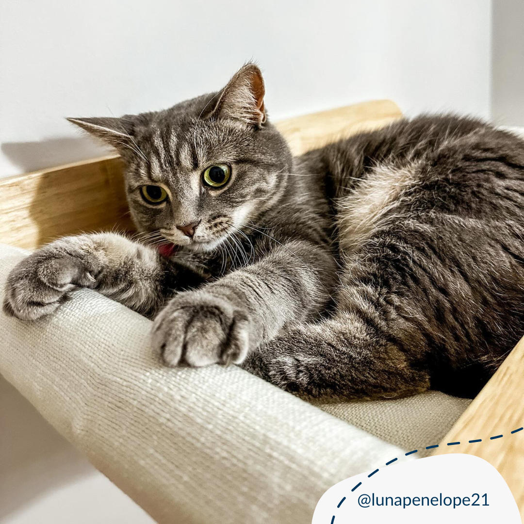 Discover our Luxurious and Stylish Malmo Hammock Wall Climber. The Features Gives the Cat a Perfect Lounge Spot in their Own Space and Great to Combine with other Malmo Wall Mounts. The Simplistic Design Allows it to Blend into Any Home. Perfect for Kittens and Cats under 15kg. Now Available at Lords & Labradors US