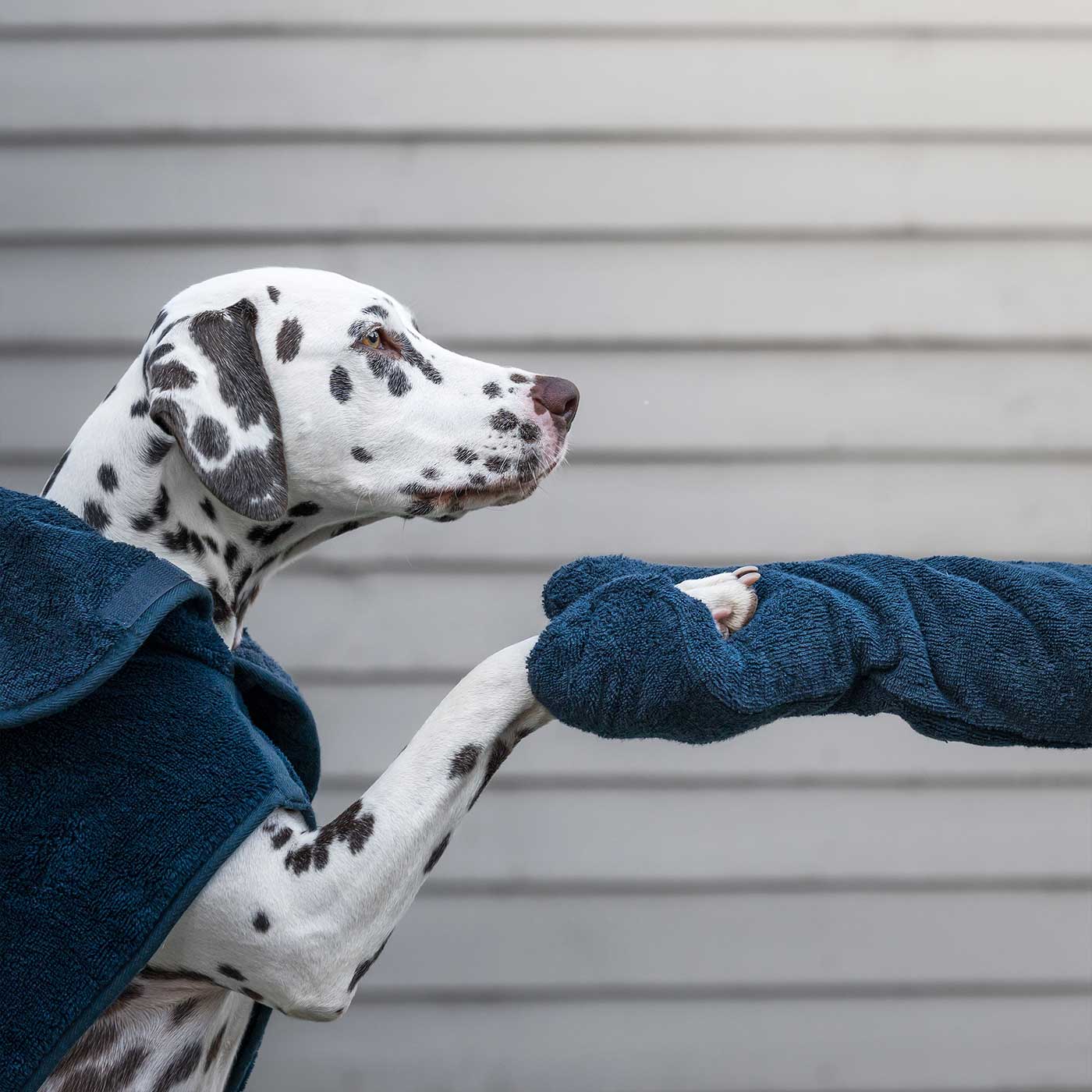 Introducing the ultimate bamboo dog drying mitts in beautiful Navy, made from luxurious bamboo to aid sensitive skin featuring universal size to fit all with super absorbent material for easy pet drying! The perfect dog drying gloves, available now at Lords & Labradors US, In four colors!