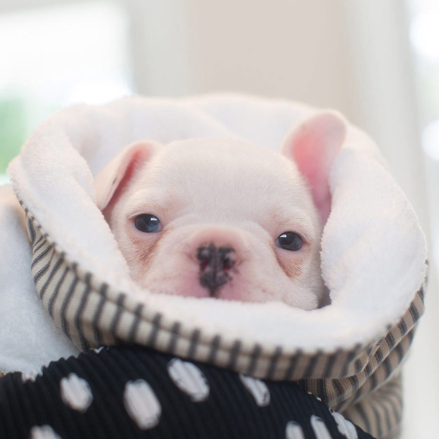 Discover Our Luxurious Dog Blanket In Stunning Regency Stripe, The Perfect Blanket For Puppies, Available To Personalize And In 2 Sizes Here at Lords & Labradors US
