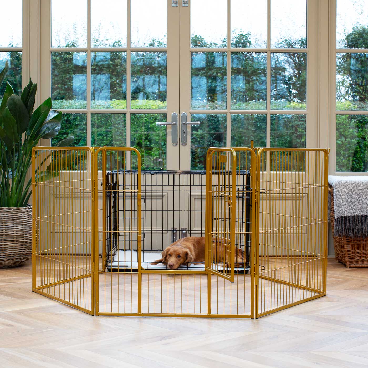 Ensure The Ultimate Puppy Safety with Our Heavy Duty 80cm High Gold Metal Play Pen, Crafted to Take Your Pet Right Through Maturity! Powder Coated to Be Extra Hardwearing! 6 panels that are 80cm high and attachments to connect to any cage. The modular system allows you to change the puppy pen shape with multiple layouts! Available To Now at Lords & Labradors US