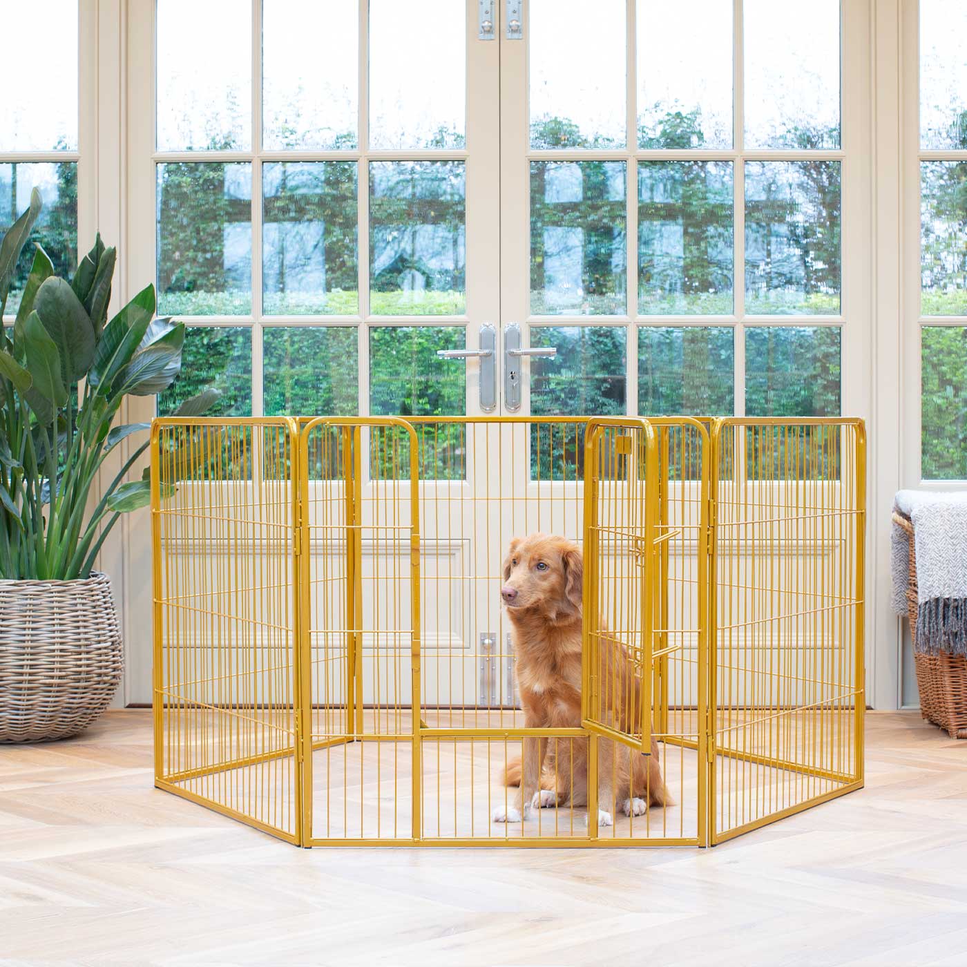 Ensure The Ultimate Puppy Safety with Our Heavy Duty 80cm High Gold Metal Play Pen, Crafted to Take Your Pet Right Through Maturity! Powder Coated to Be Extra Hardwearing! 6 panels that are 80cm high and attachments to connect to any cage. The modular system allows you to change the puppy pen shape with multiple layouts! Available To Now at Lords & Labradors US