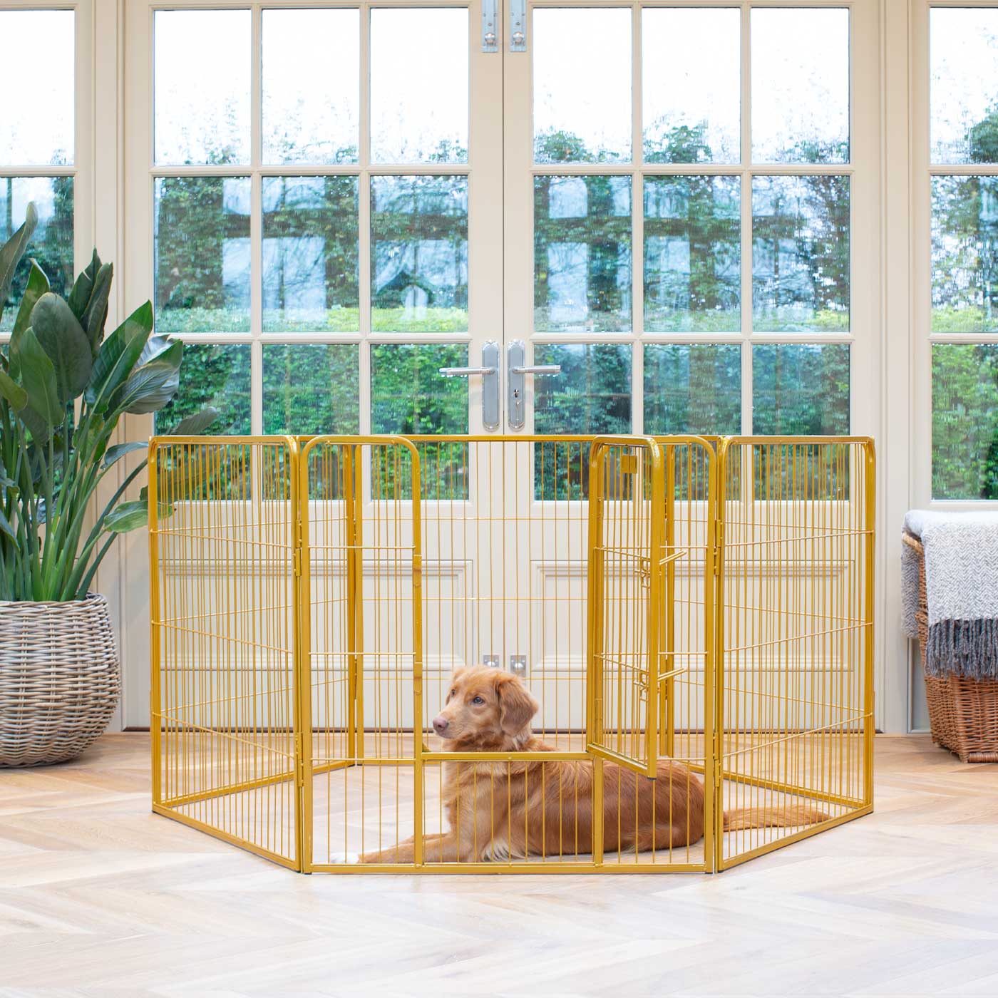 Ensure The Ultimate Puppy Safety with Our Heavy Duty 80cm High Gold Metal Play Pen, Crafted to Take Your Pet Right Through Maturity! Powder Coated to Be Extra Hardwearing! 6 panels that are 80cm high and attachments to connect to any cage. The modular system allows you to change the puppy pen shape with multiple layouts! Available To Now at Lords & Labradors US