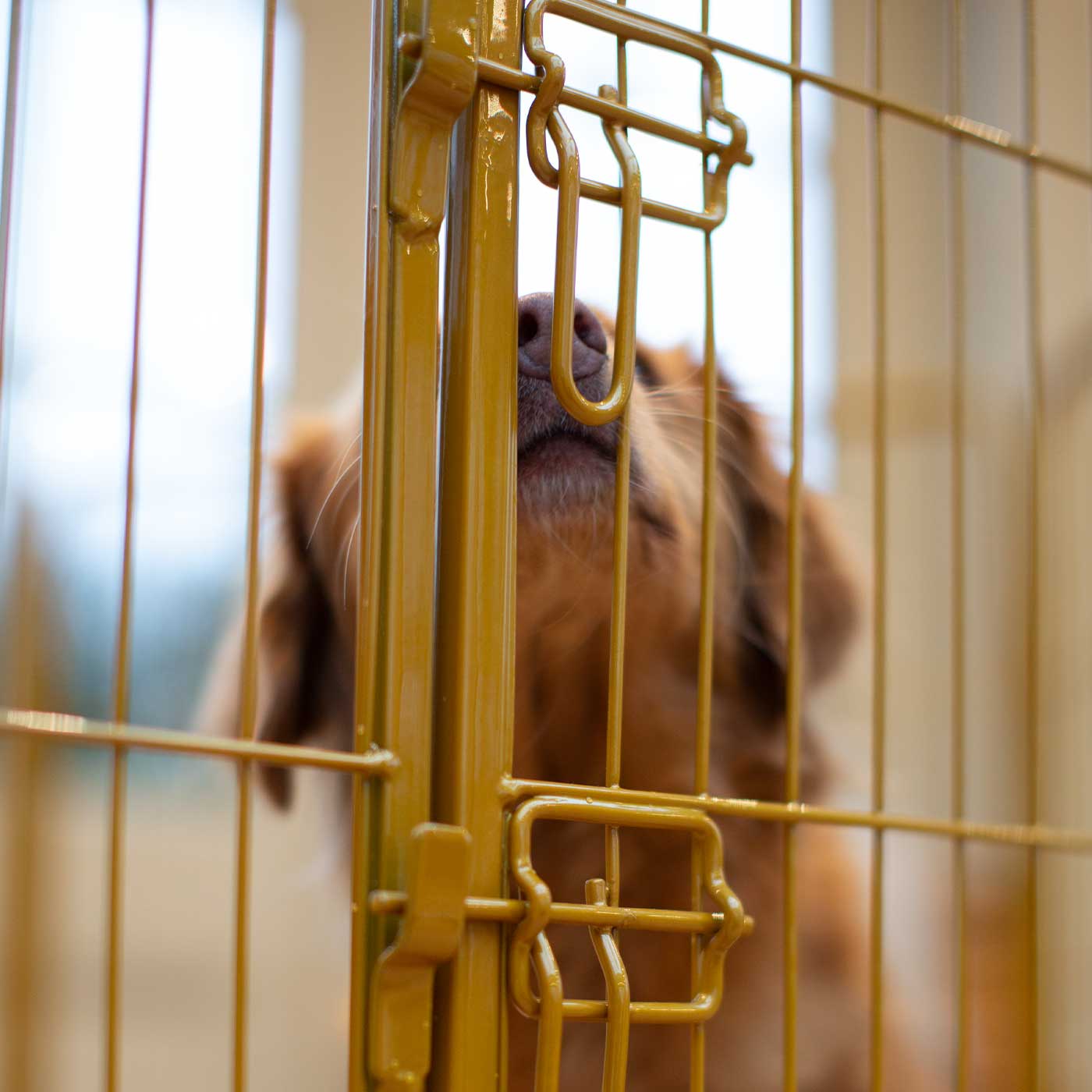 Ensure The Ultimate Puppy Safety with Our Heavy Duty 80cm High Gold Metal Play Pen, Crafted to Take Your Pet Right Through Maturity! Powder Coated to Be Extra Hardwearing! 6 panels that are 80cm high and attachments to connect to any cage. The modular system allows you to change the puppy pen shape with multiple layouts! Available To Now at Lords & Labradors US