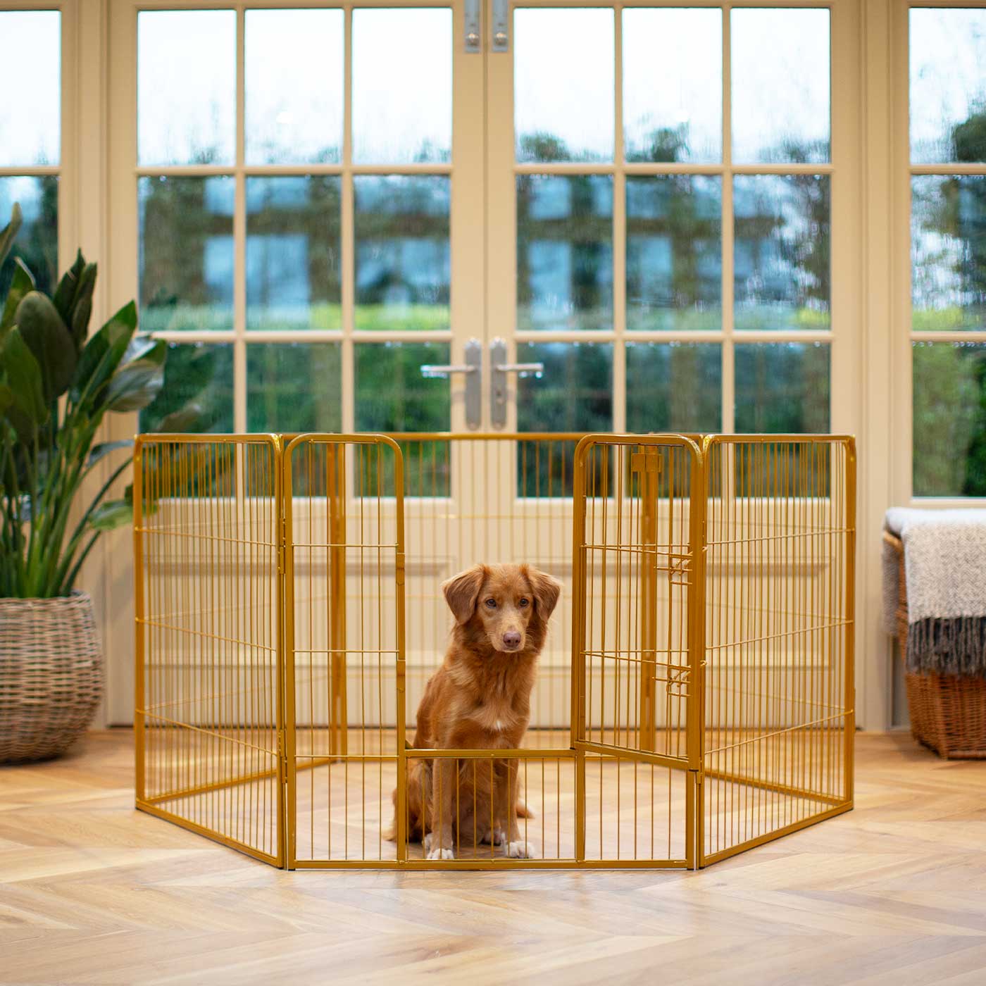 Ensure The Ultimate Puppy Safety with Our Heavy Duty 80cm High Gold Metal Play Pen, Crafted to Take Your Pet Right Through Maturity! Powder Coated to Be Extra Hardwearing! 6 panels that are 80cm high and attachments to connect to any cage. The modular system allows you to change the puppy pen shape with multiple layouts! Available To Now at Lords & Labradors US