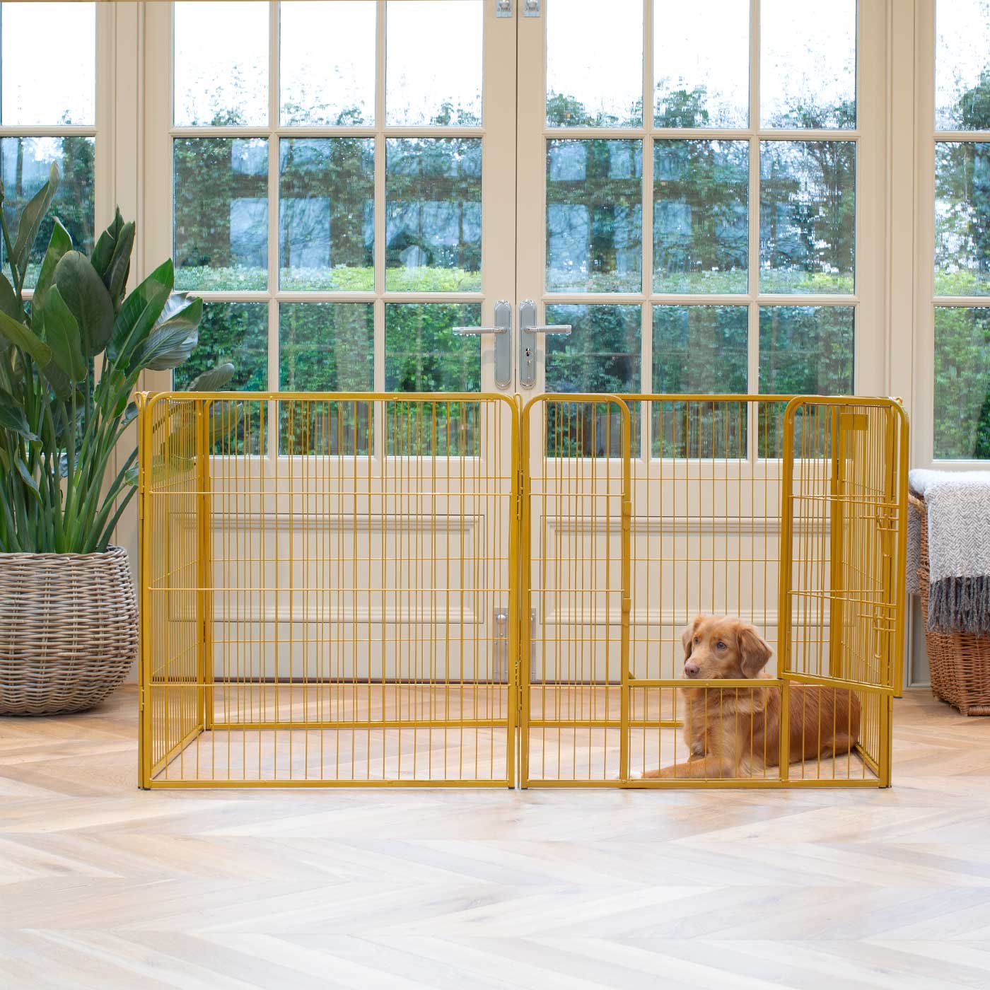 Ensure The Ultimate Puppy Safety with Our Heavy Duty 80cm High Gold Metal Play Pen, Crafted to Take Your Pet Right Through Maturity! Powder Coated to Be Extra Hardwearing! 6 panels that are 80cm high and attachments to connect to any cage. The modular system allows you to change the puppy pen shape with multiple layouts! Available To Now at Lords & Labradors US