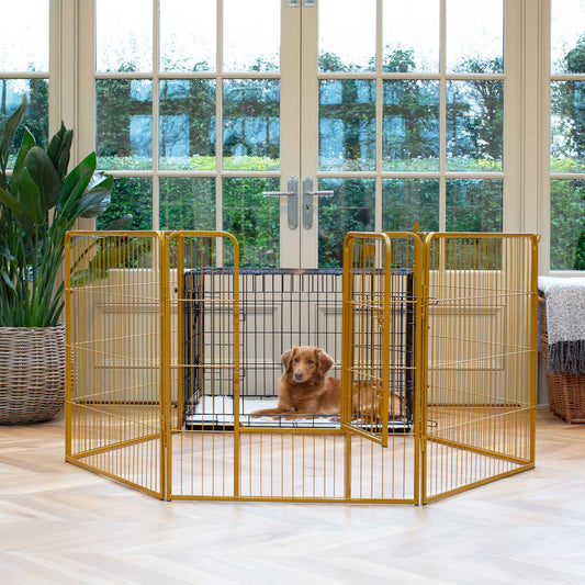 Ensure The Ultimate Puppy Safety with Our Heavy Duty 80cm High Gold Metal Play Pen, Crafted to Take Your Pet Right Through Maturity! Powder Coated to Be Extra Hardwearing! 6 panels that are 80cm high and attachments to connect to any cage. The modular system allows you to change the puppy pen shape with multiple layouts! Available To Now at Lords & Labradors US