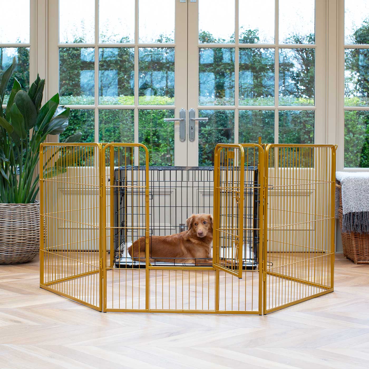 Ensure The Ultimate Puppy Safety with Our Heavy Duty 80cm High Gold Metal Play Pen, Crafted to Take Your Pet Right Through Maturity! Powder Coated to Be Extra Hardwearing! 6 panels that are 80cm high and attachments to connect to any cage. The modular system allows you to change the puppy pen shape with multiple layouts! Available To Now at Lords & Labradors US