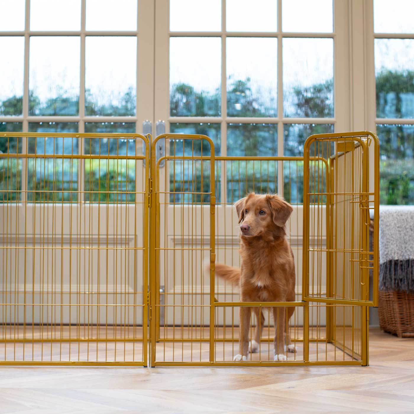 Ensure The Ultimate Puppy Safety with Our Heavy Duty 80cm High Gold Metal Play Pen, Crafted to Take Your Pet Right Through Maturity! Powder Coated to Be Extra Hardwearing! 6 panels that are 80cm high and attachments to connect to any cage. The modular system allows you to change the puppy pen shape with multiple layouts! Available To Now at Lords & Labradors US