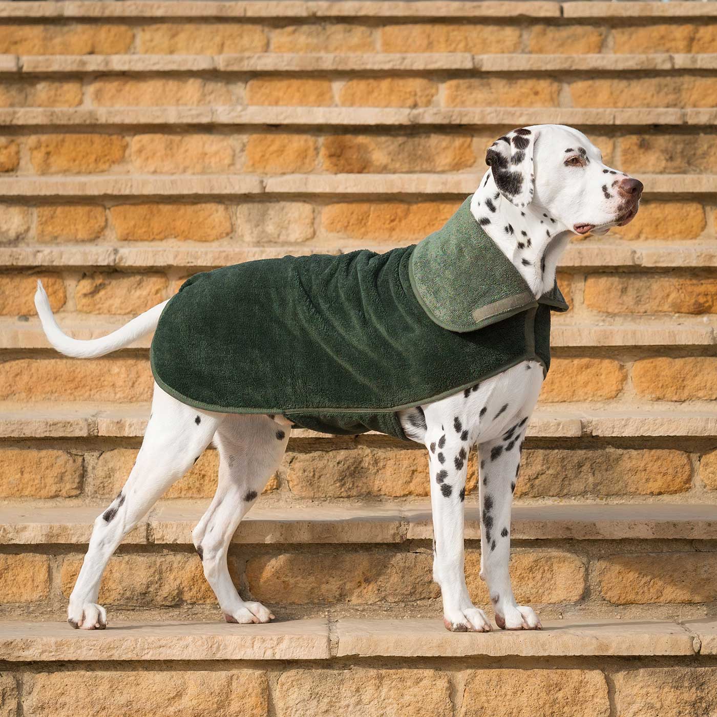 Introducing the ultimate bamboo dog drying coat in beautiful fir green, made from luxurious bamboo to aid sensitive skin featuring adjustable Velcro neck and waist fastening with super absorbent material for easy pet drying! Available now at Lords & Labradors US, In five sizes and four colors to suit all breeds!